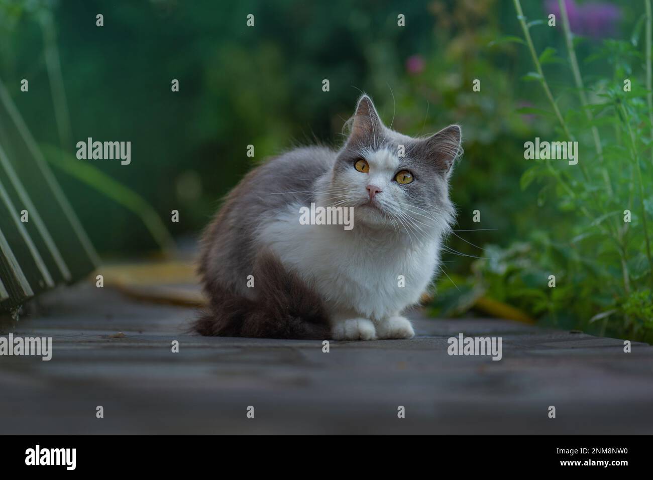 Keeping outdoor cat safe. Provide the best environment to keep outdoor