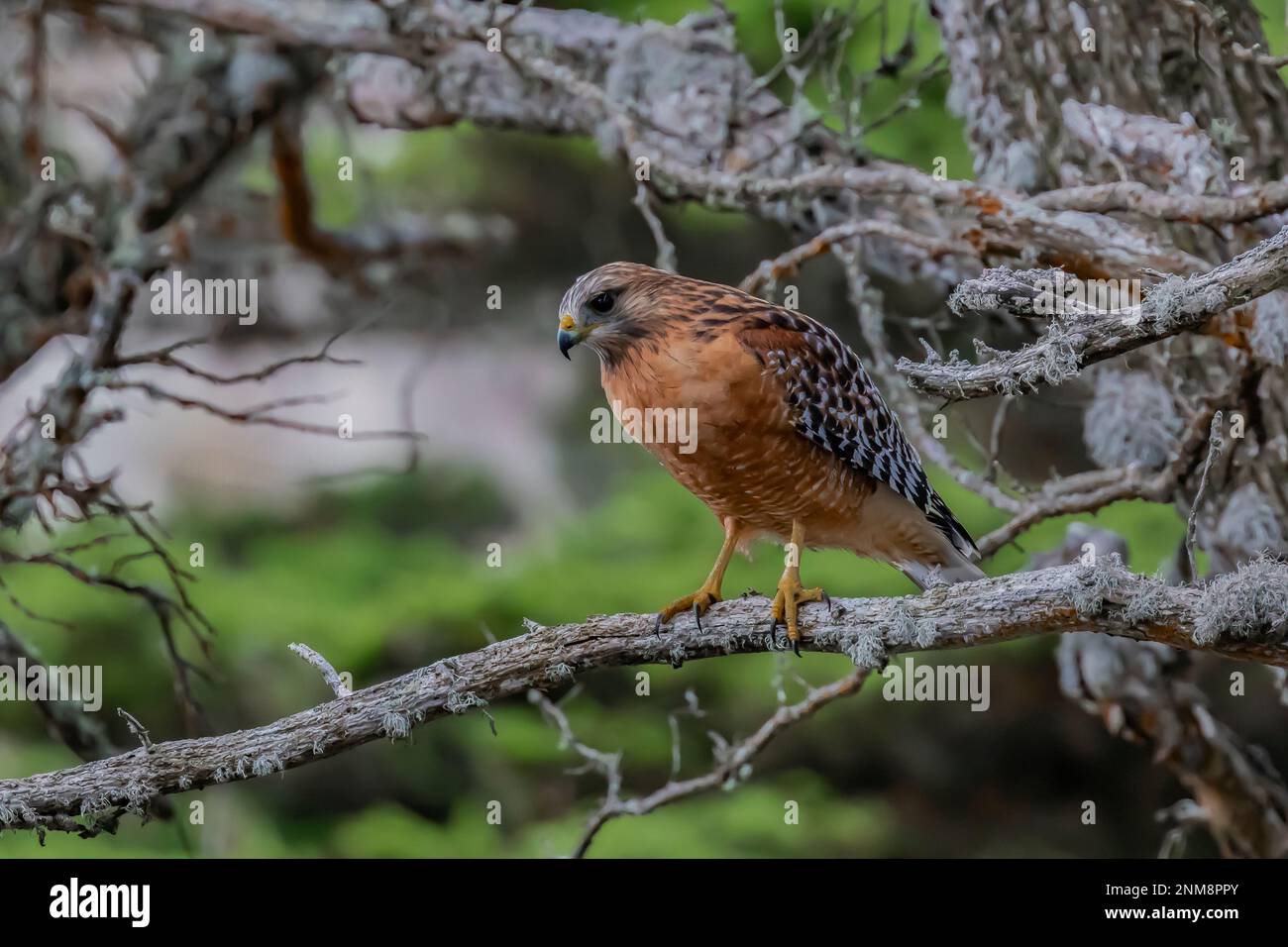 Red-Shouldered Hawk, Buteo lineatus, in a Monterey Cypress forest in  Point Lobos State Natural Reserve, California, USA Stock Photo