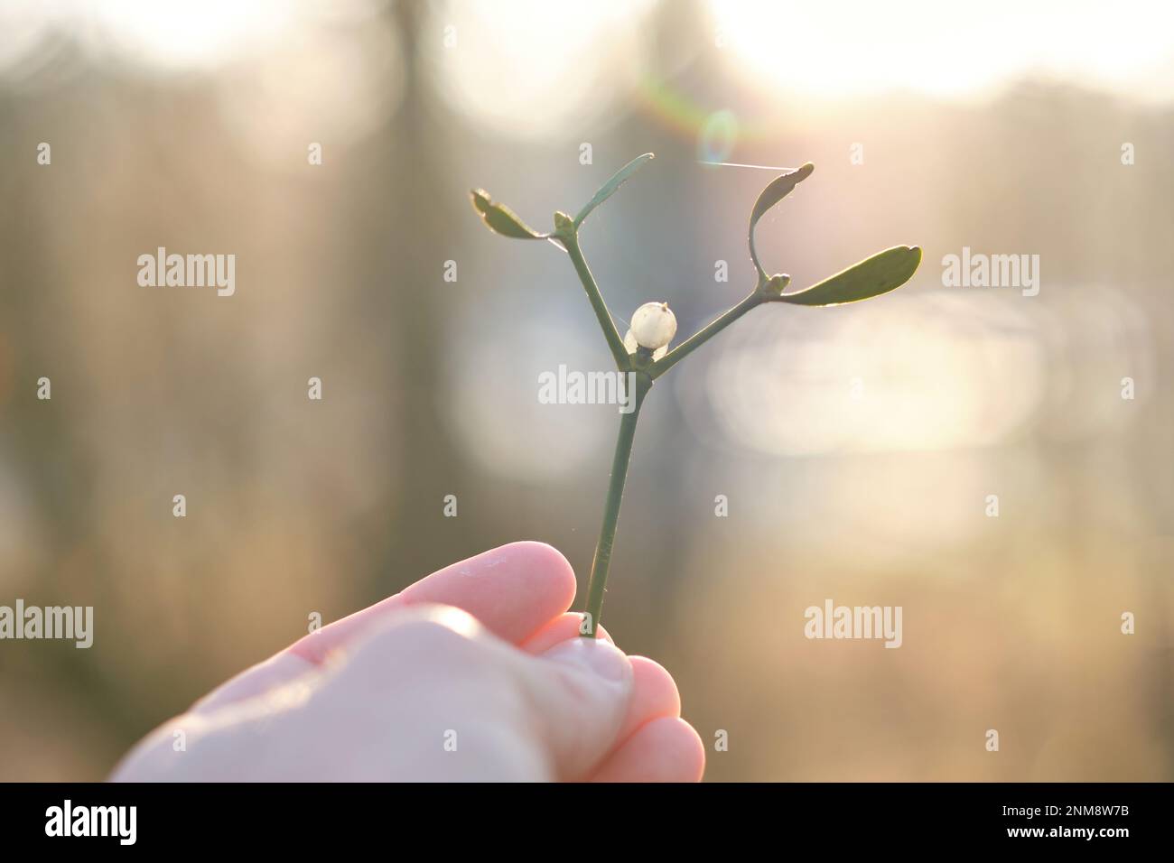 A close-up of a branch of mistletoe with white berries in hand with sunshine in the background Stock Photo