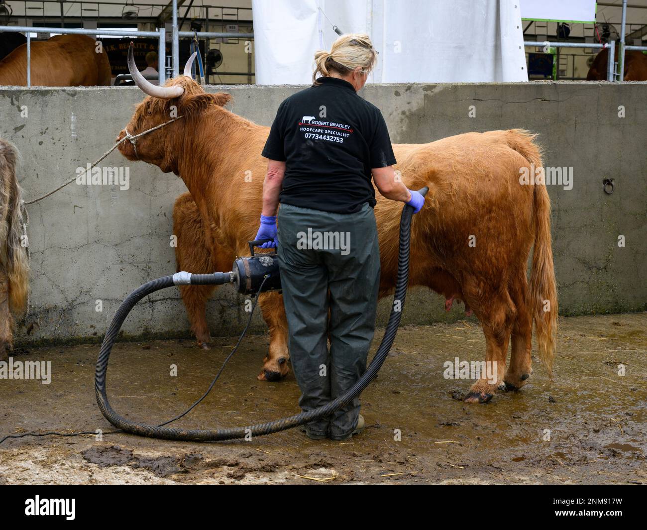 Female farmer & Highland cow standing in cattle wash (blowing warm air on clean animal, blow-dry) - Great Yorkshire Show 2022, Harrogate, England, UK. Stock Photo