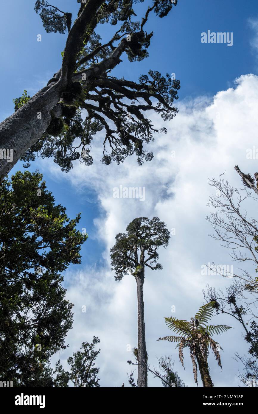 Kahikatea (white pine) trees growing beside the the Kahikatea Swamp Forest Walk, Ship Creek, near Haast, South Island, New Zealand Stock Photo