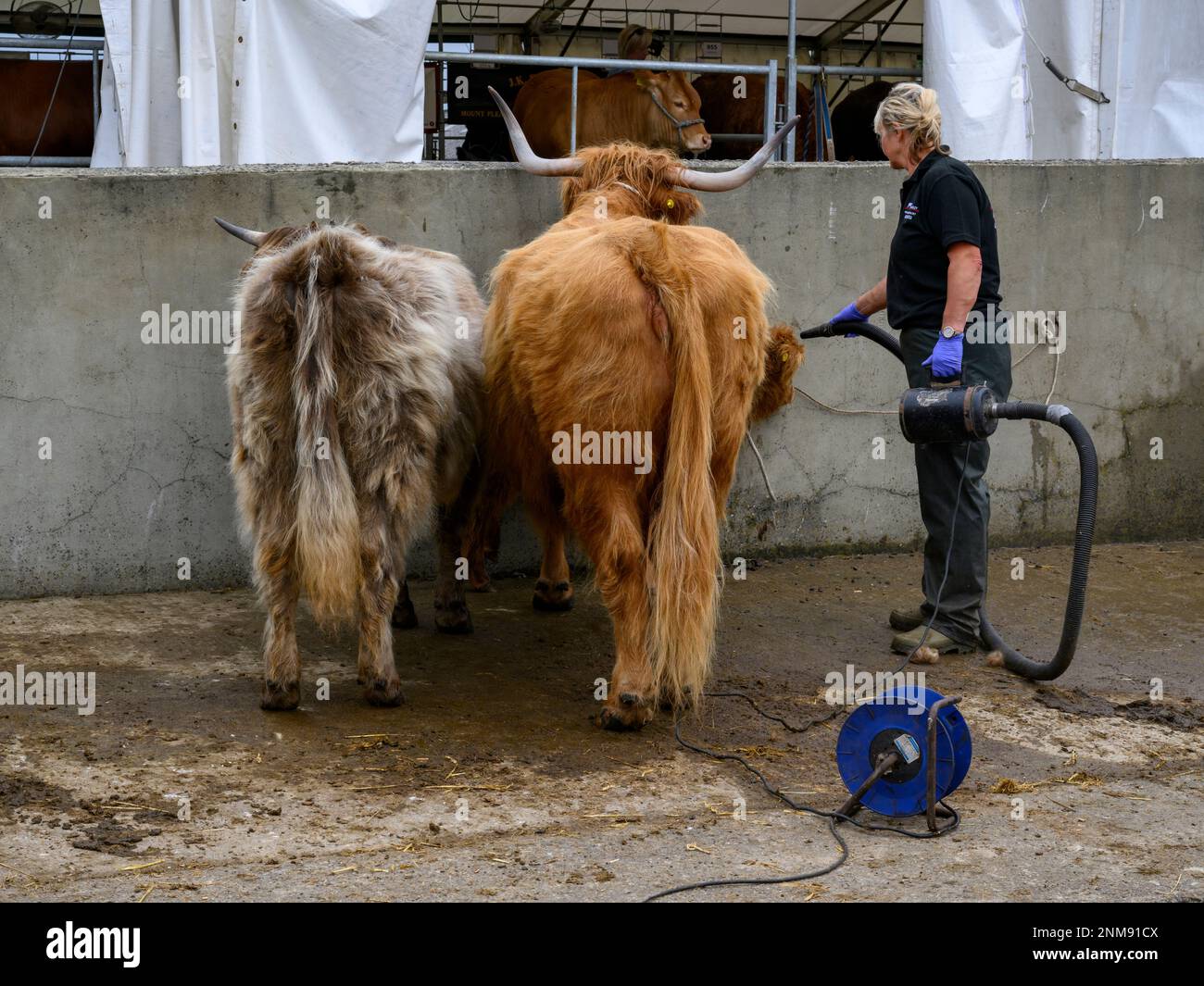 Female farmer & 3 Highland bulls standing in cattle wash (blowing warm air on clean fluffy animals) - Great Yorkshire Show 2022, Harrogate England UK. Stock Photo