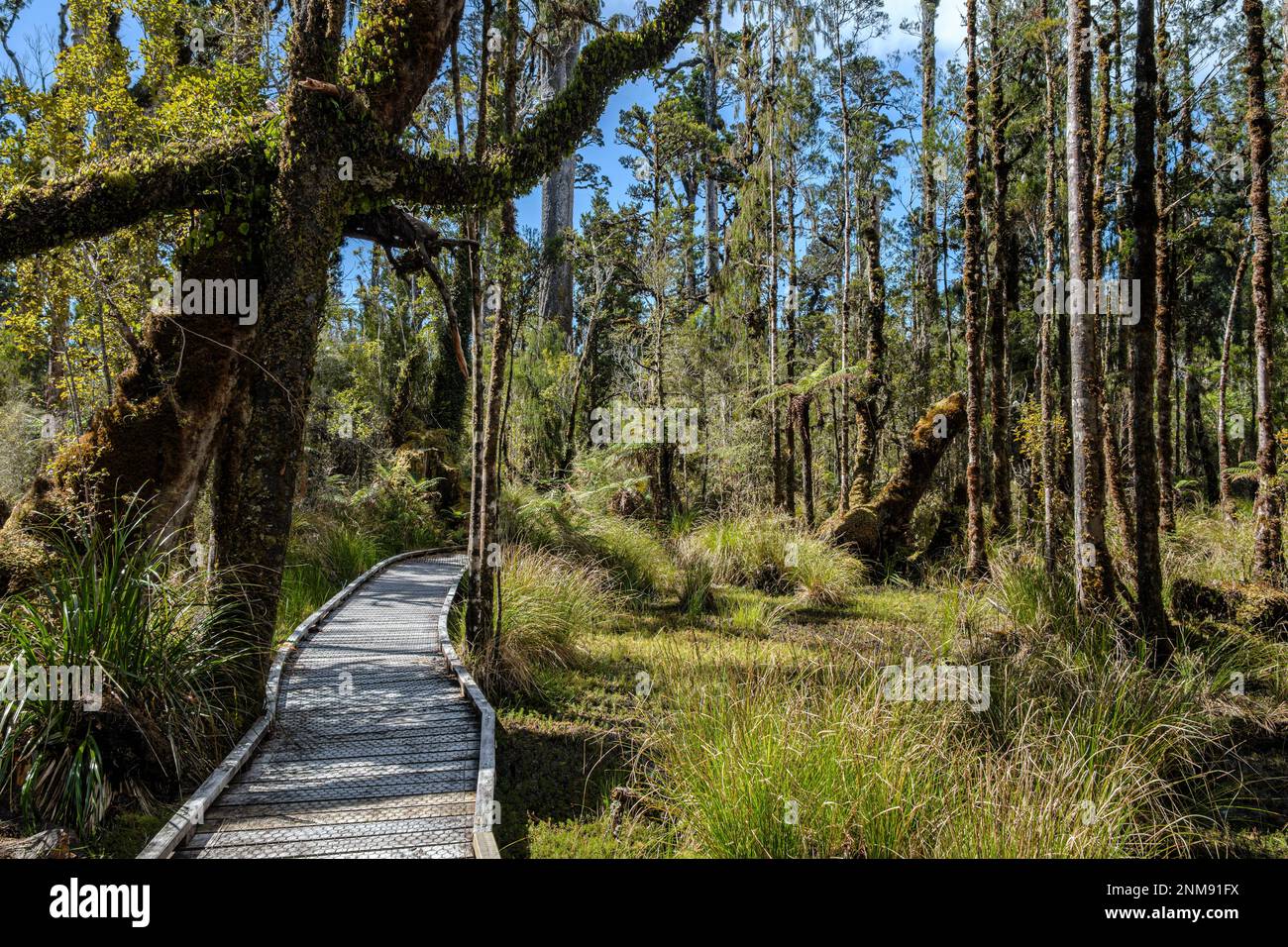 Kahikatea Swamp Forest Walk, Ship Creek, near Haast, South Island, New Zealand Stock Photo