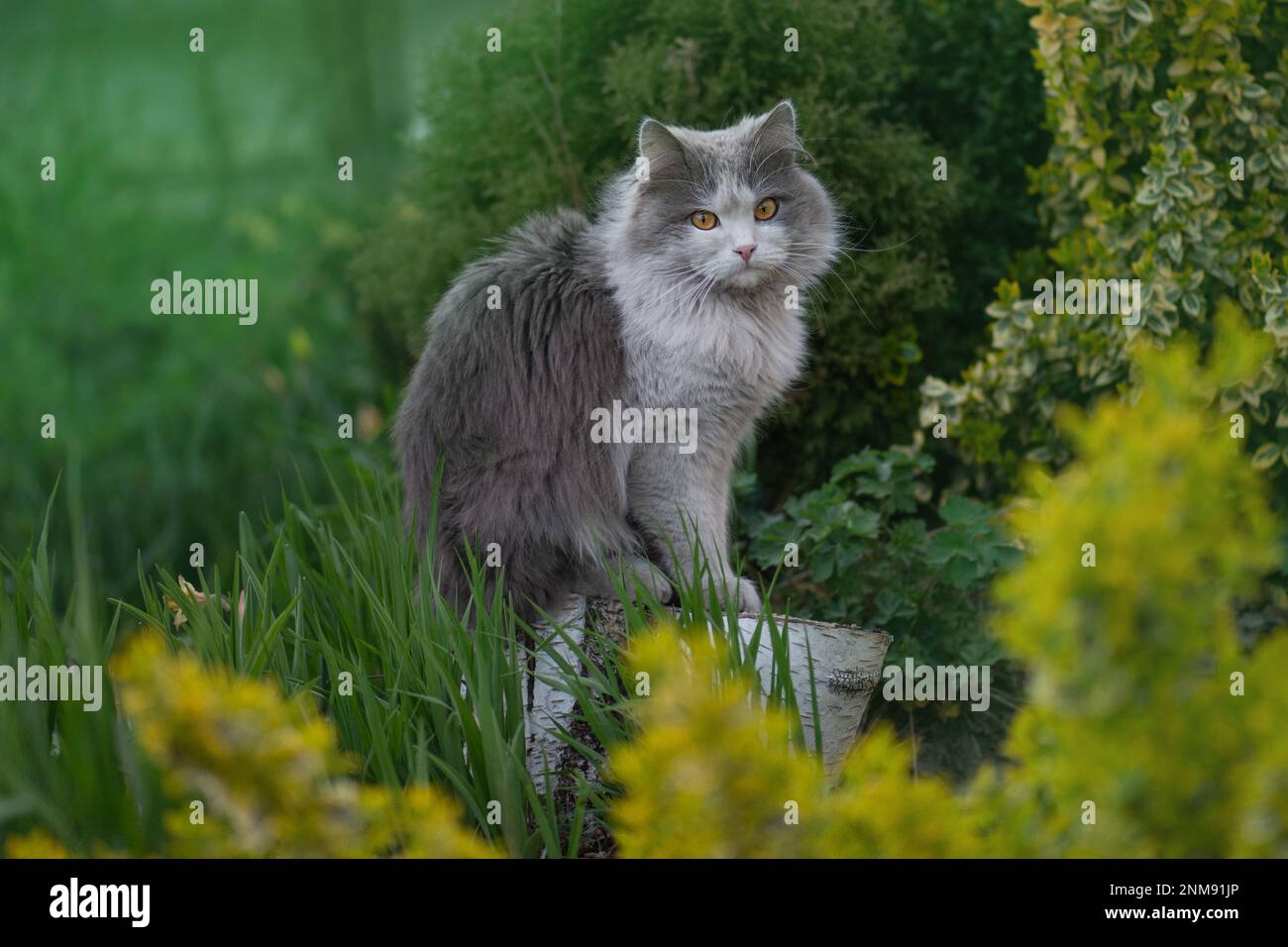 Cats that live outside. Take care of cats living on the street. Village