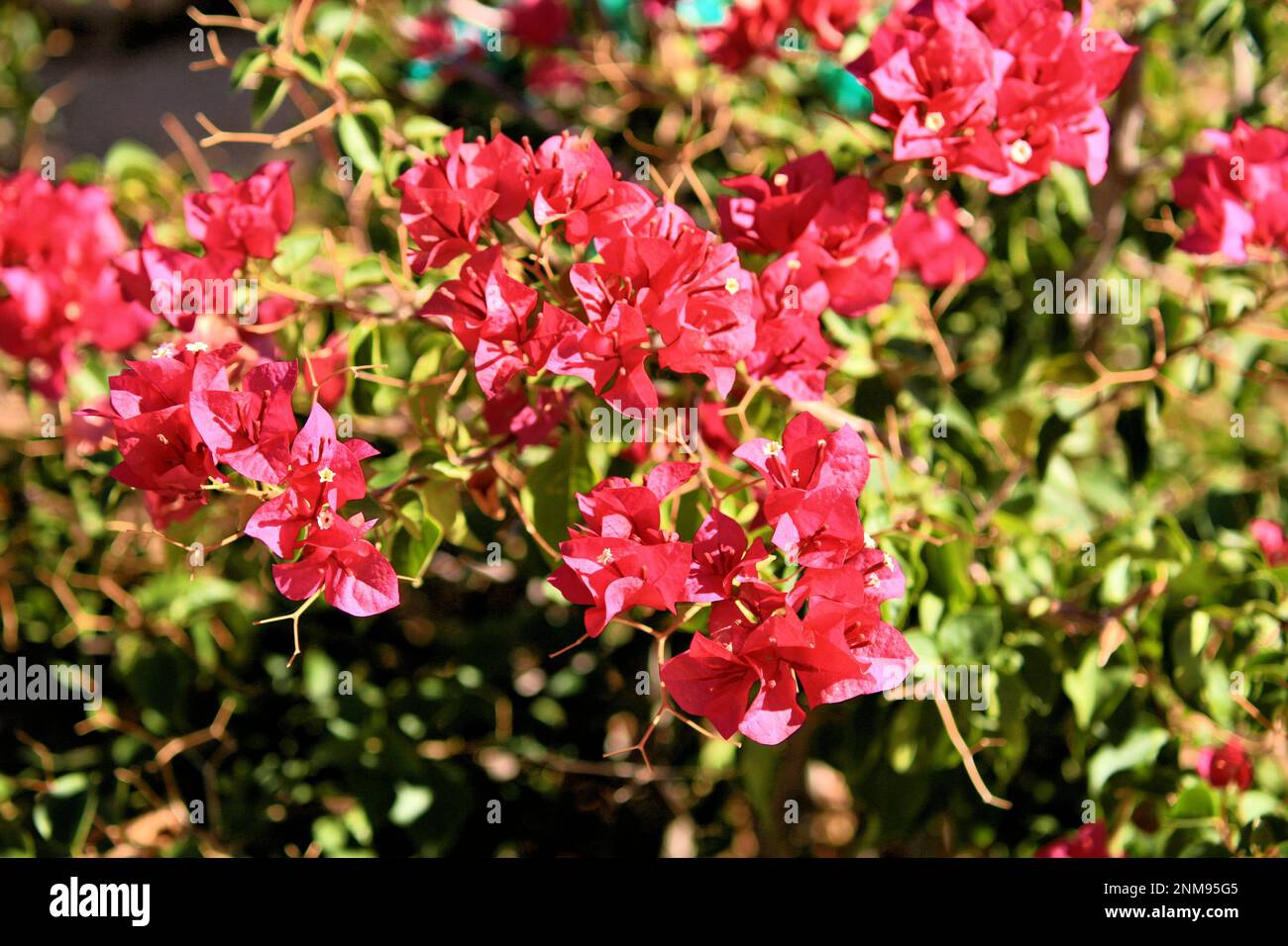 red flowers blooming Stock Photo