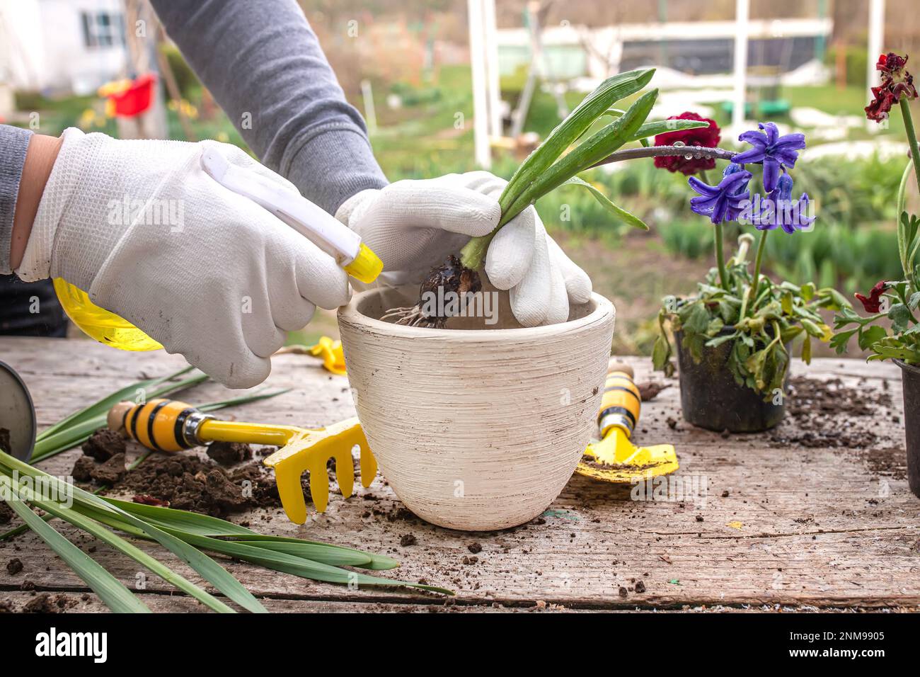 Transplant Hyacinthus, hyacinths in protective gloves. Handling hyacinth bulbs. cupping plants