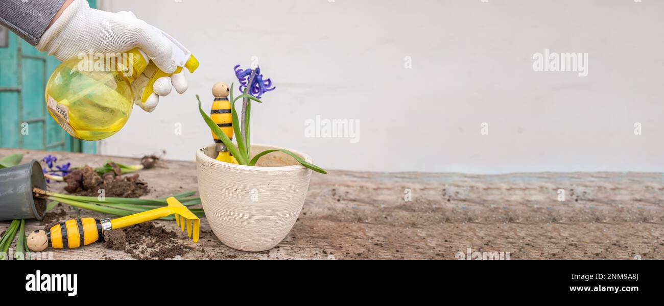 Transplant Hyacinthus, hyacinths in protective gloves. Handling hyacinth bulbs. cupping plants