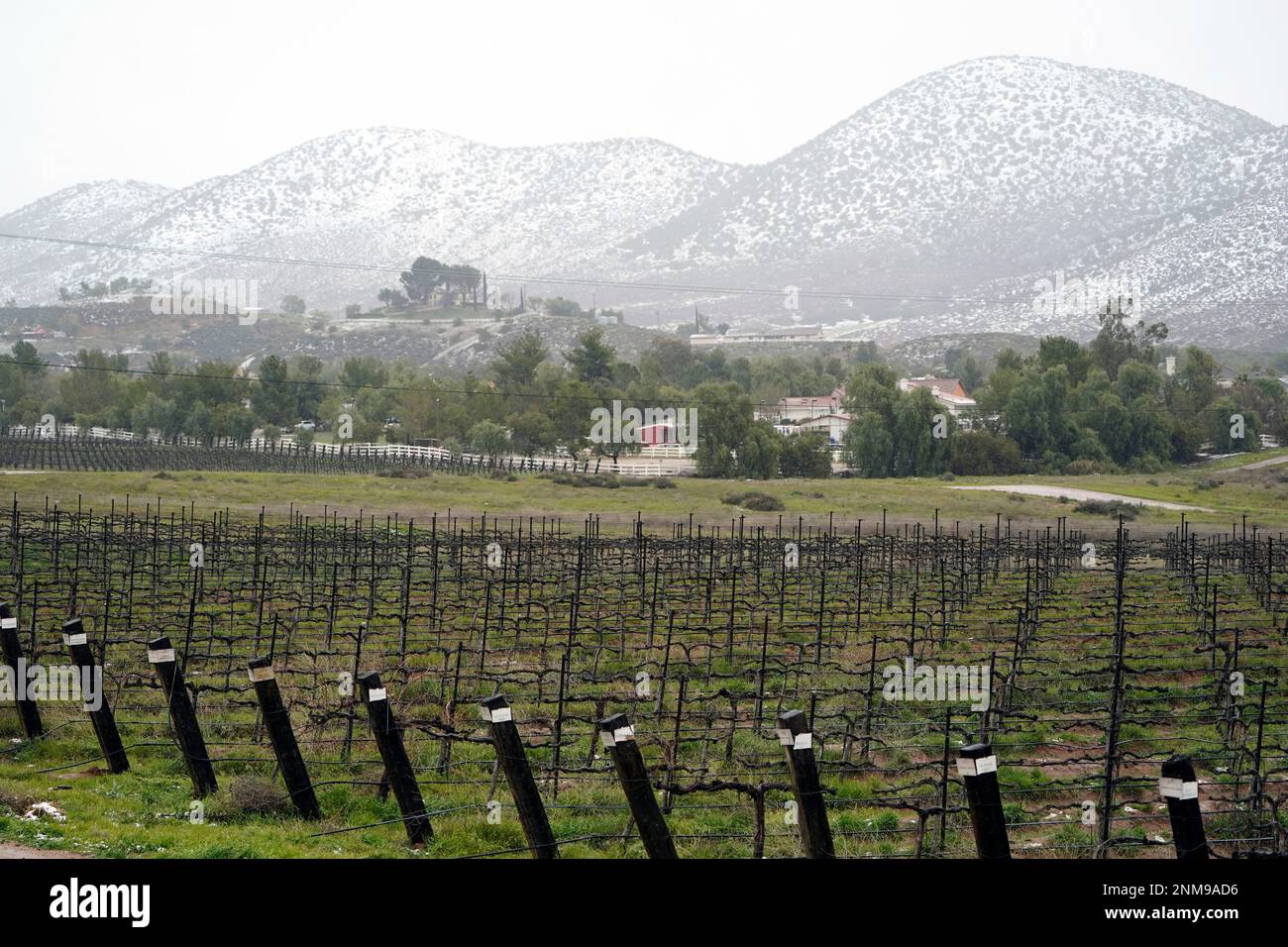A hill is covered in snow over a vineyard Friday, Feb. 24, 2023, in
