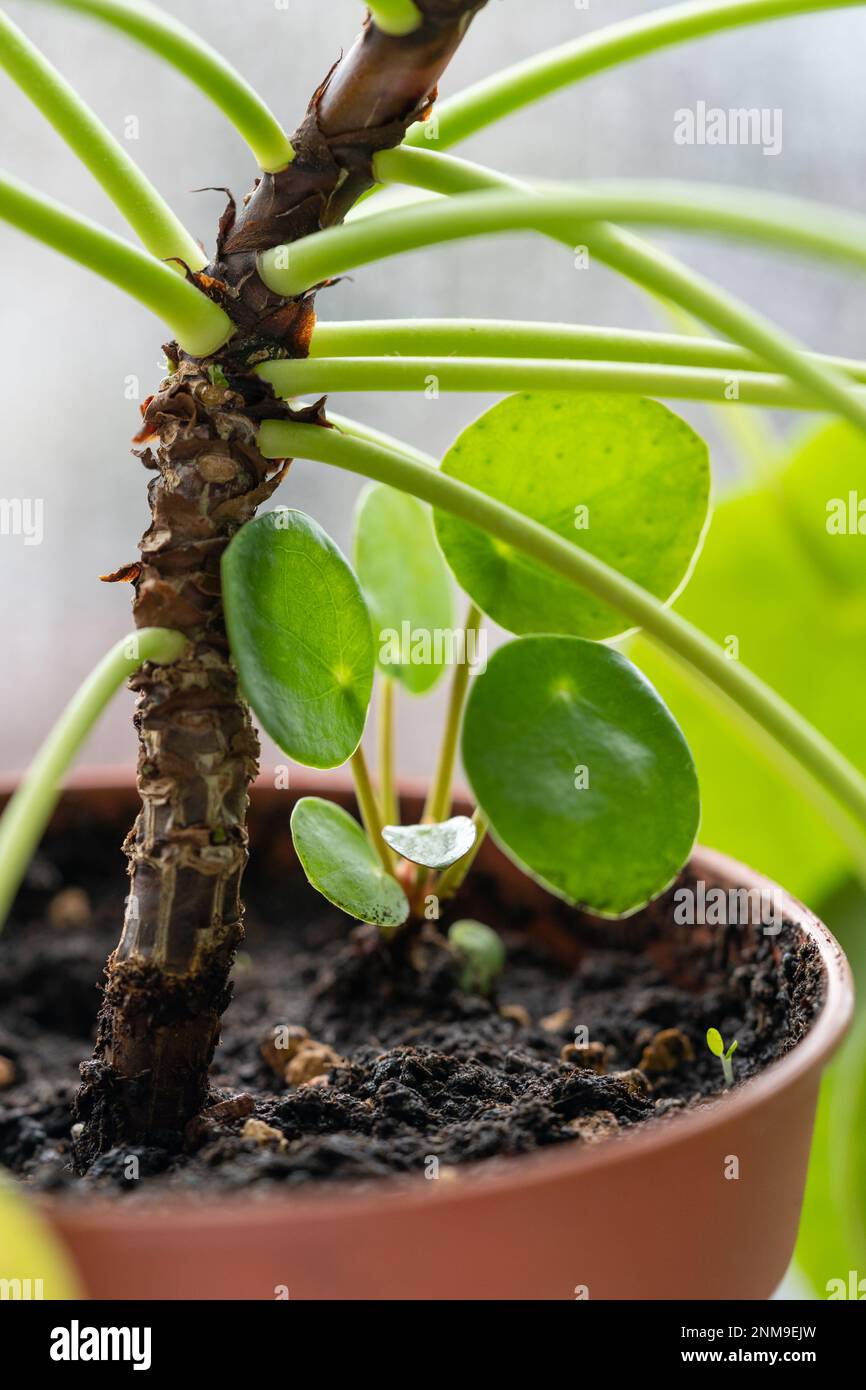 Closeup of sprout of Pilea peperomioides or pancake plant in terracotta pot. Chinese money plant Stock Photo