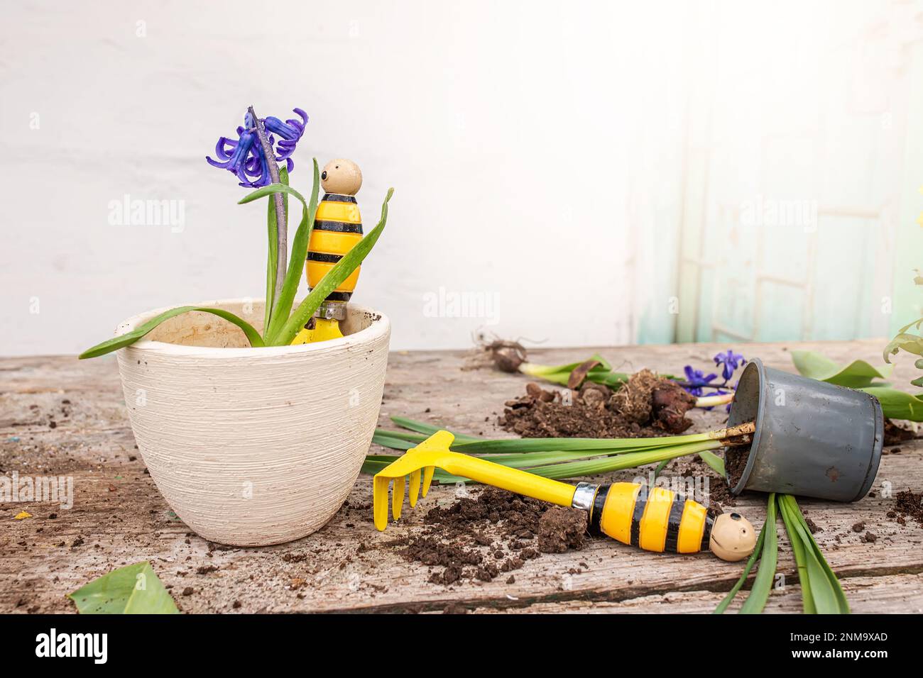 Hyacinthus, hyacinths Transplanting. Handling hyacinth bulbs. cupping