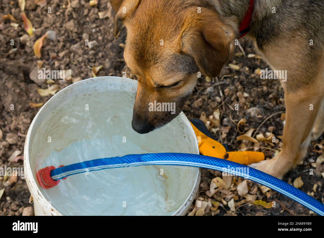 Brown dog drinks water from a white watering bucket filled with water by a watering hose Stock Photo