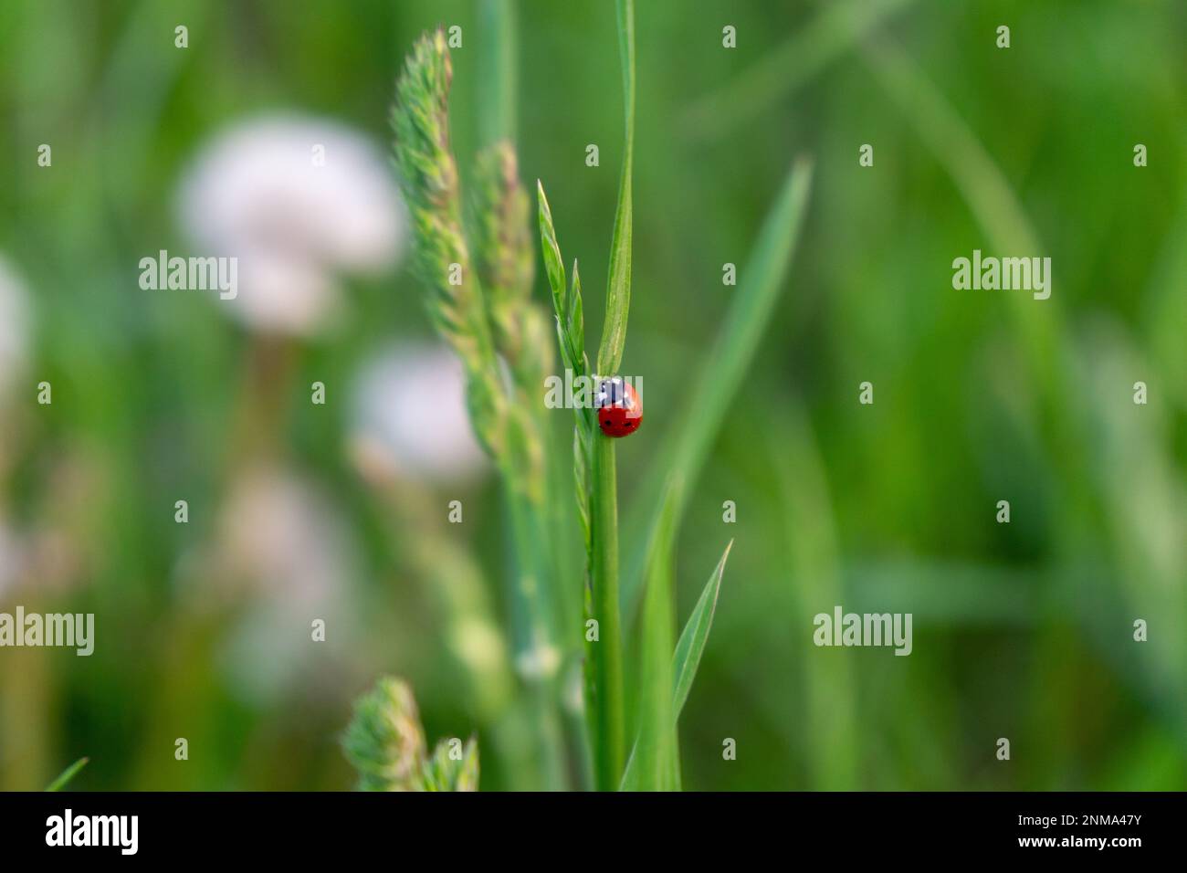 Ladybug on the green grass Stock Photo