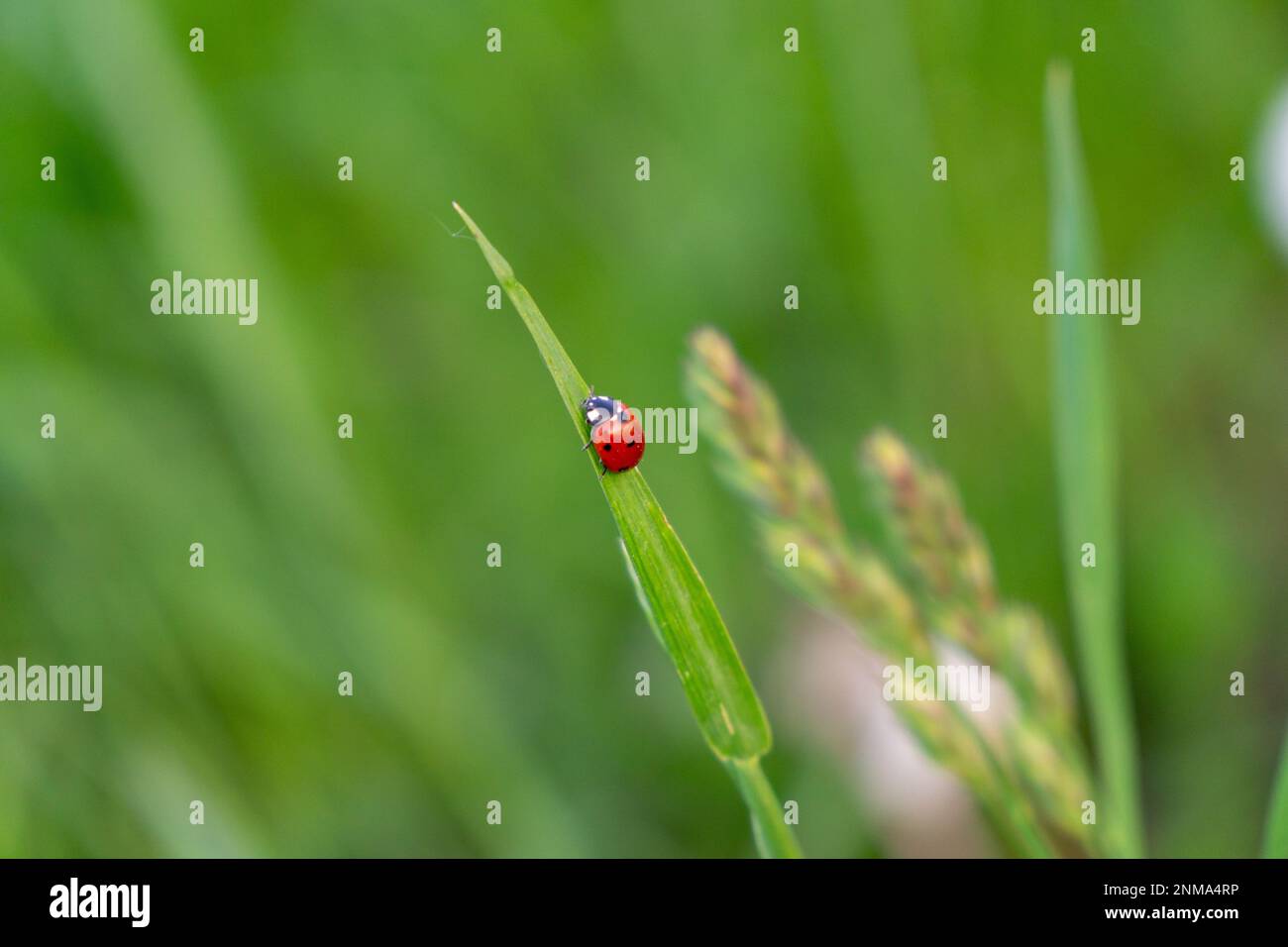 Ladybug on the green grass Stock Photo