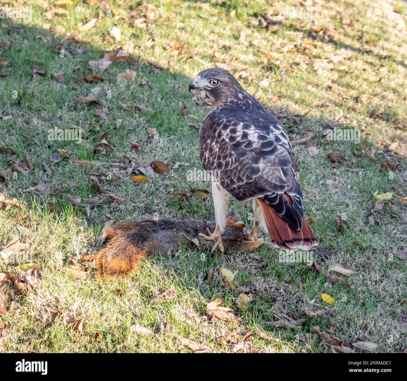 - Predator-Red tailed hawk with tail toward camera but face clearly visable standing on a dead squirrel on grass with fall leaves Stock Photo