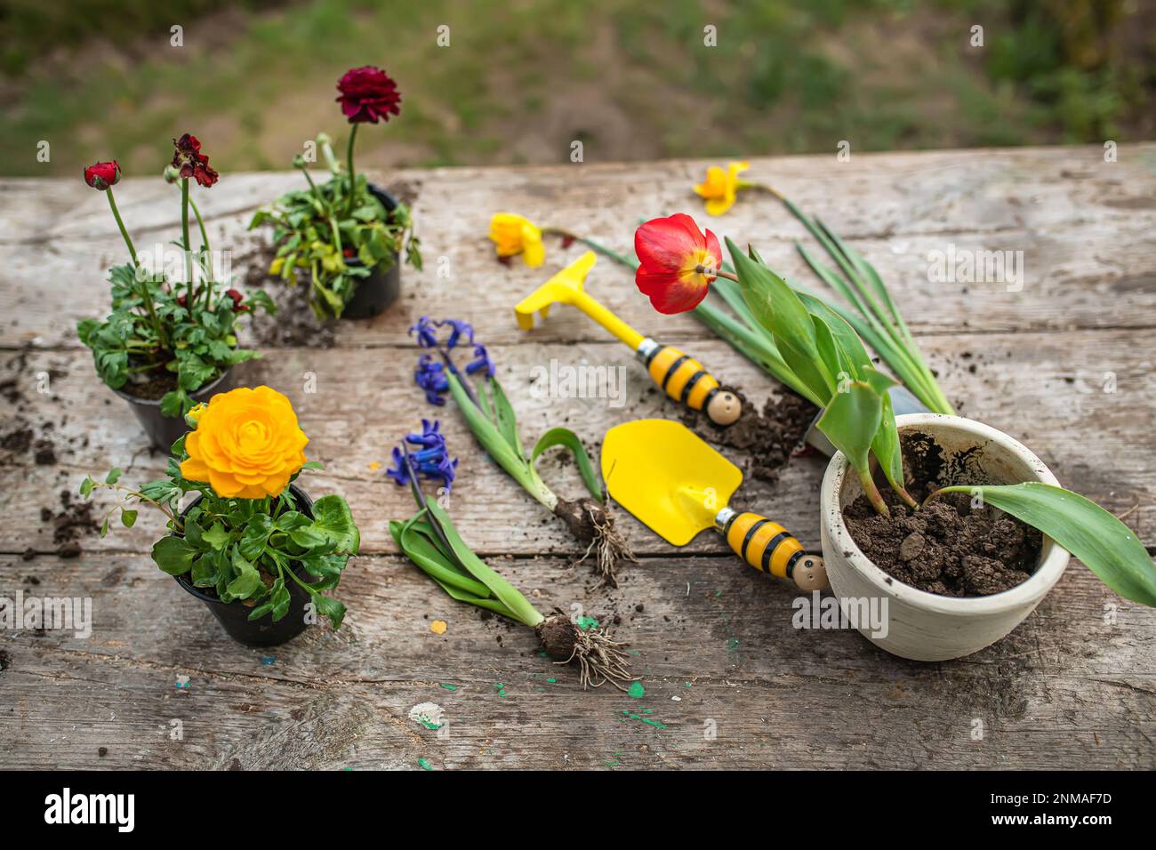 Tulip in a pot. Transplanting and cupping plants. Garden instruments