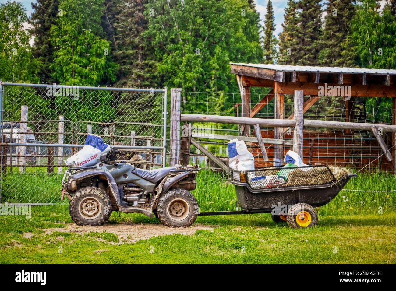 Feeding the animals - Four wheeler ATM pulls small trailer loaded with hay and sacks of feed is parked outside of a fence and animal shed with tall ev Stock Photo