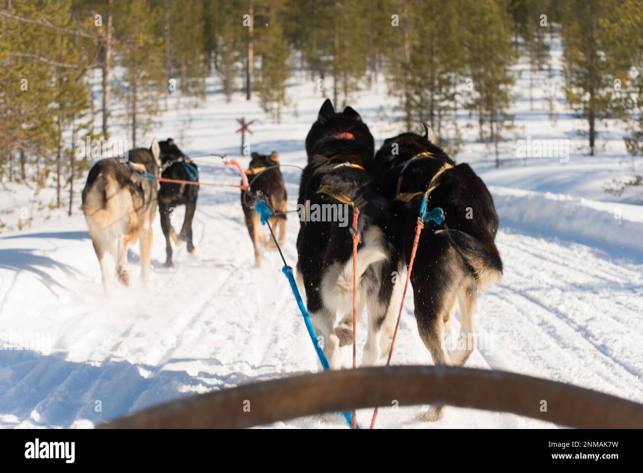 Picture of husky dogs while enjoying a sleigh dog ride. Lapland Stock Photo