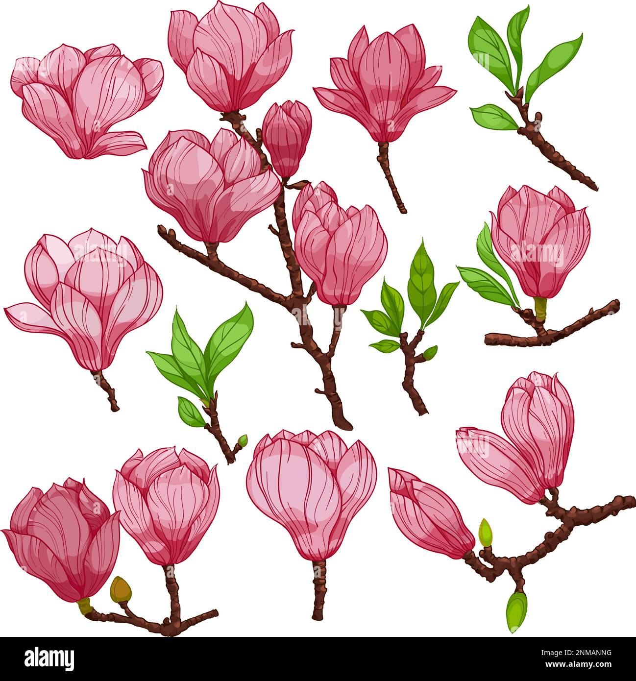 magnolia flowers and buds, pink flowers and buds, set of elements