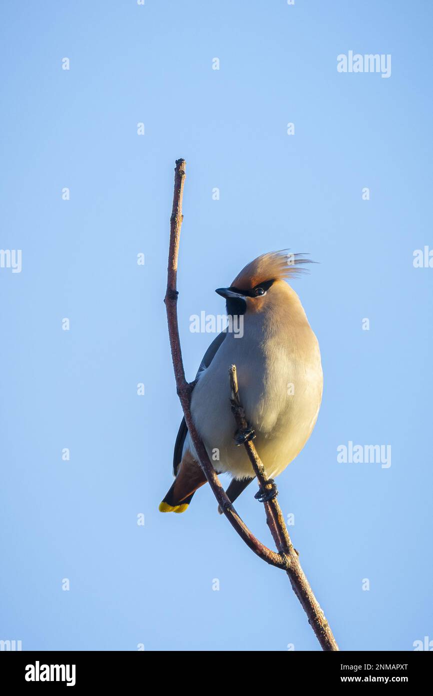 The Bohemian waxwing, Bombycilla garrulus, migratory bird is a rare visitor in the Netherlands that attracts a lot of bird spotters. Stock Photo