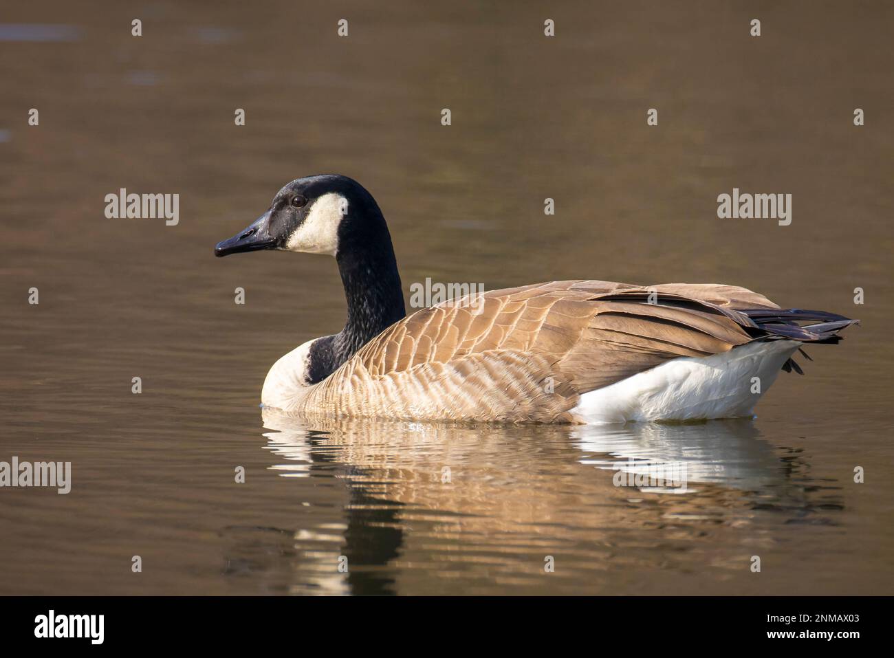 Canadian goose, Branta canadensis, washing, preening and splashing in