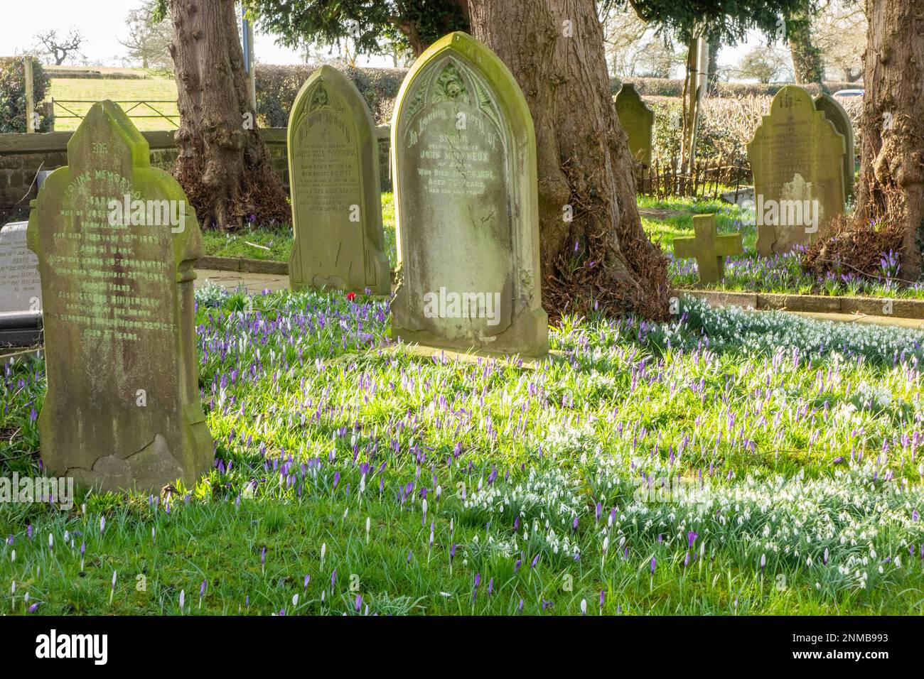 Crocus flowers growing in the church yard amongst the gravestones in   Saint John the Baptist Parish Church of Smallwood Cheshire England Stock Photo