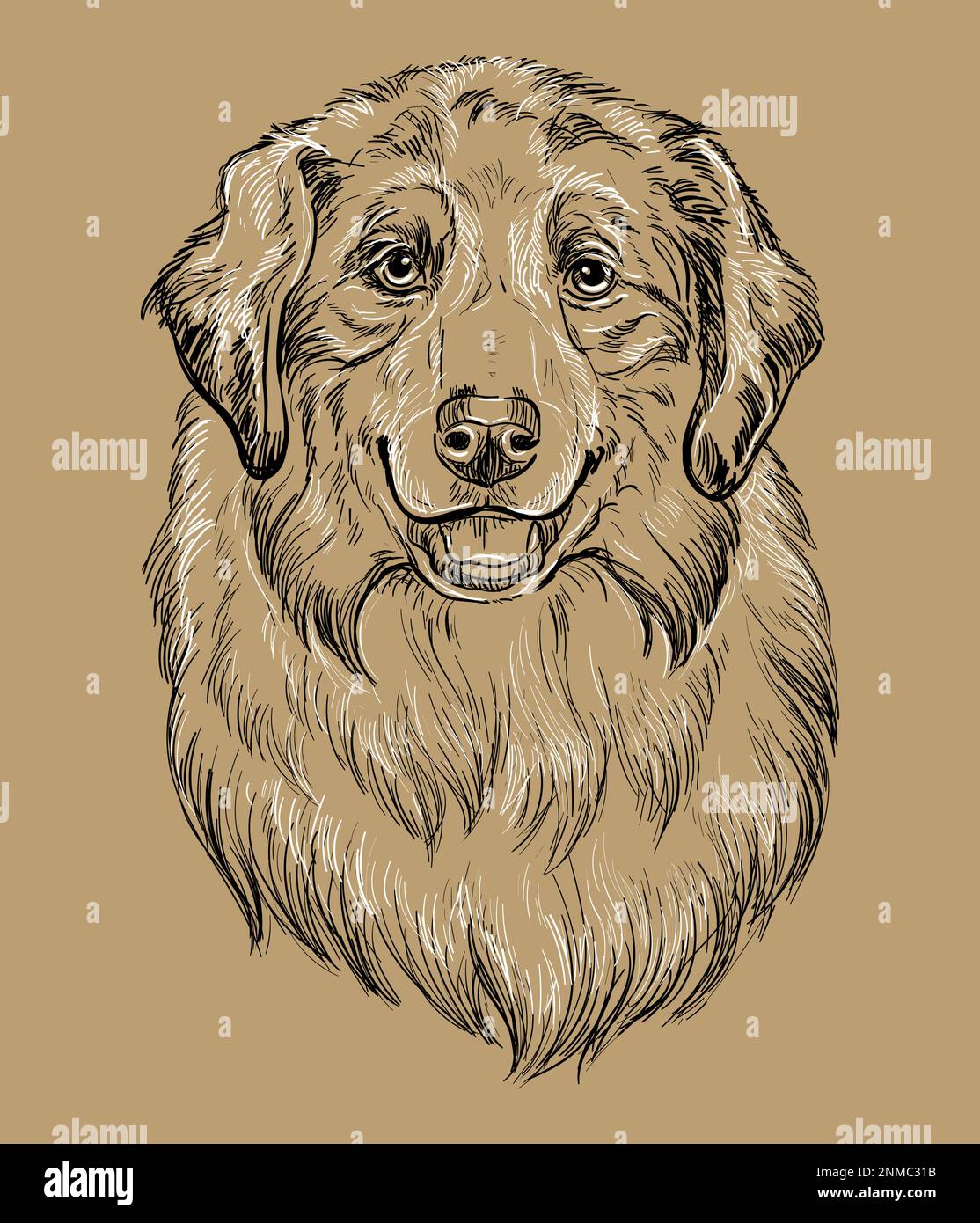 Close up Australian Shepherd hand drawing monochrome vector isolated ...