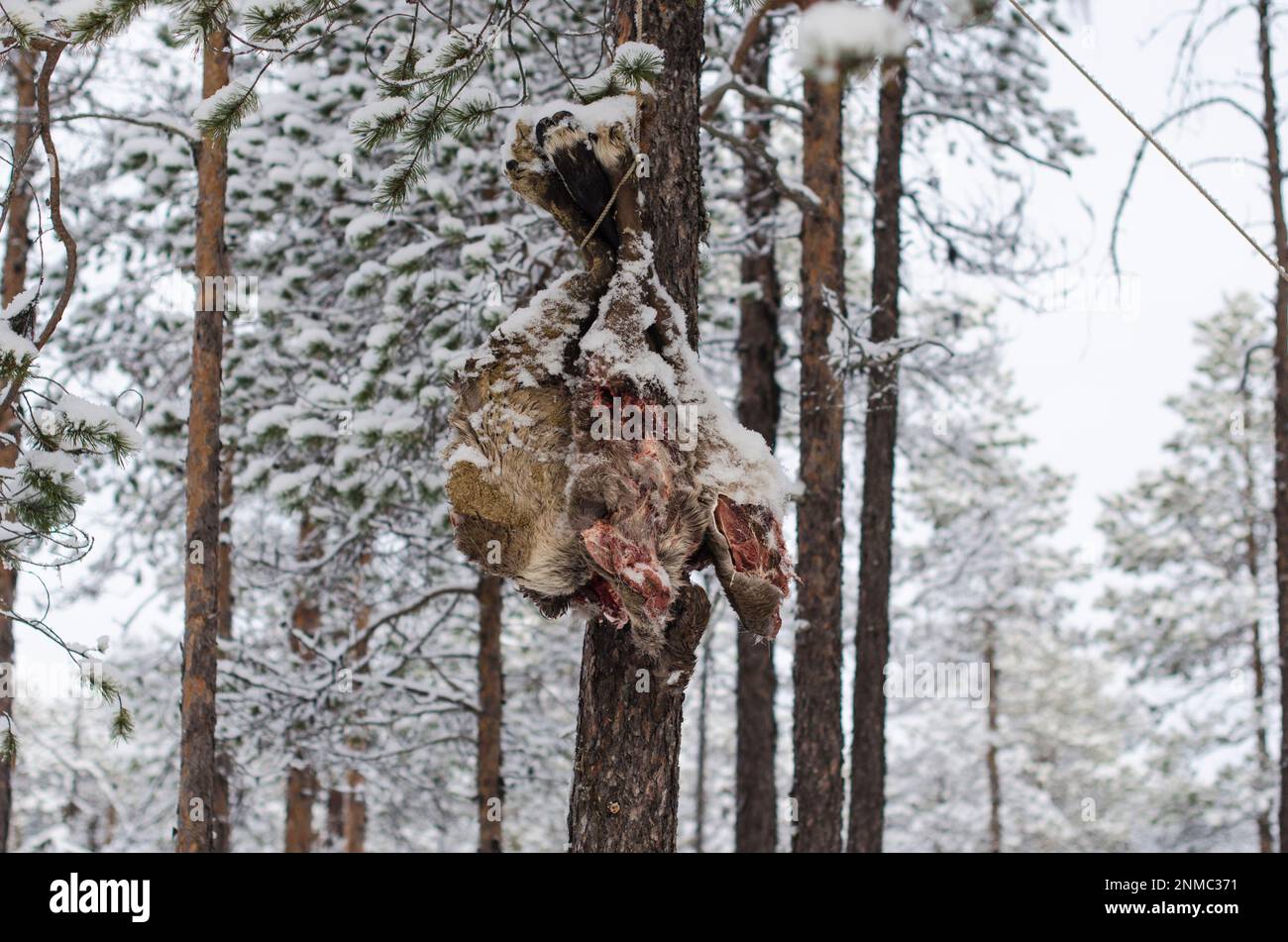 Frozen meat on a tree in a reindeer herders' camp. Food storage Stock Photo