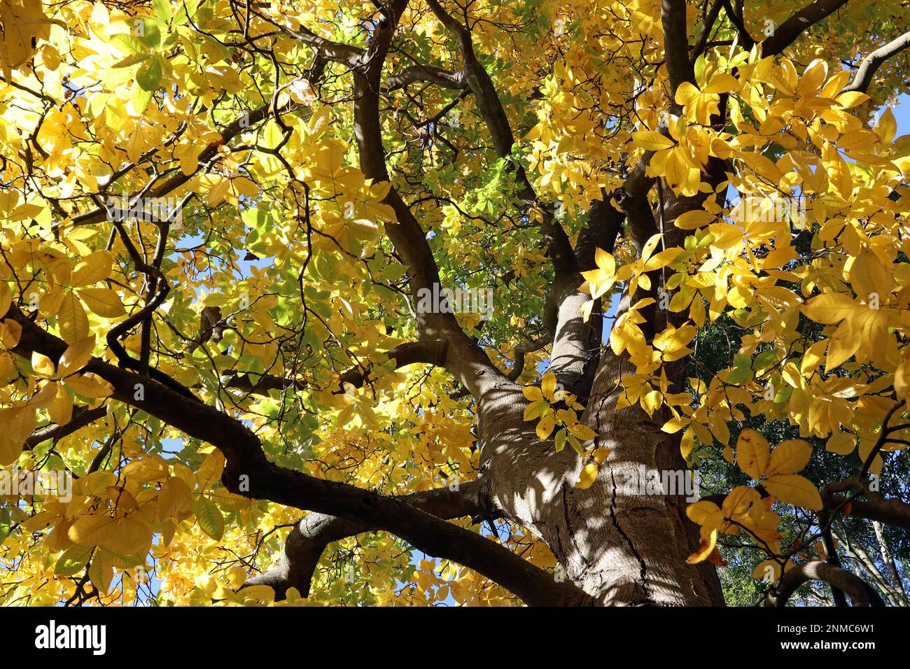 Shagbark HIckory (Carya Ovata var. Pubescens), looking up to the golden canopy of leaves on a bright autumn/fall day in October. Kew Gardens, England Stock Photo