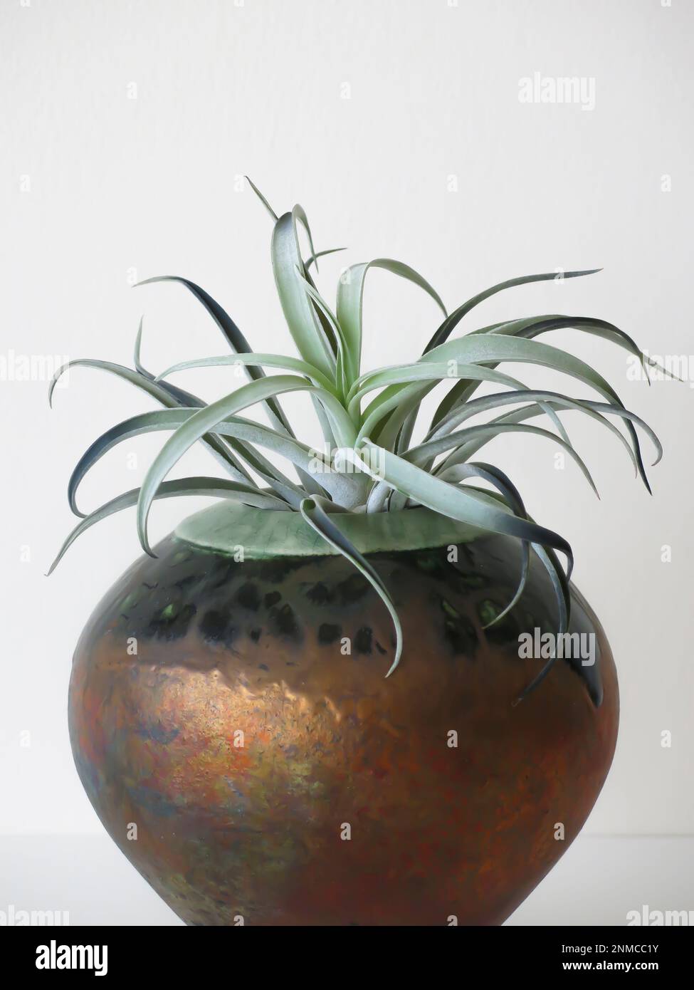 Airplant hi-res stock photography and images - Page 2 - Alamy
