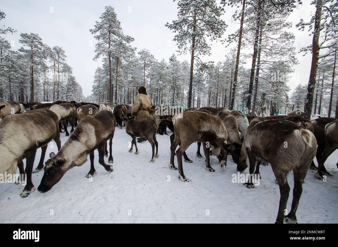 February, 2023 - tundra. Reindeer breeder in national dress among the herd of deer. Russia, Arkhangelsk region Stock Photo