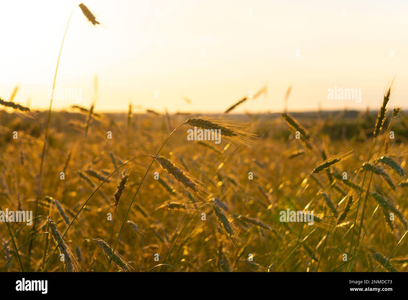 Ripe ears of rye at sunset Stock Photo