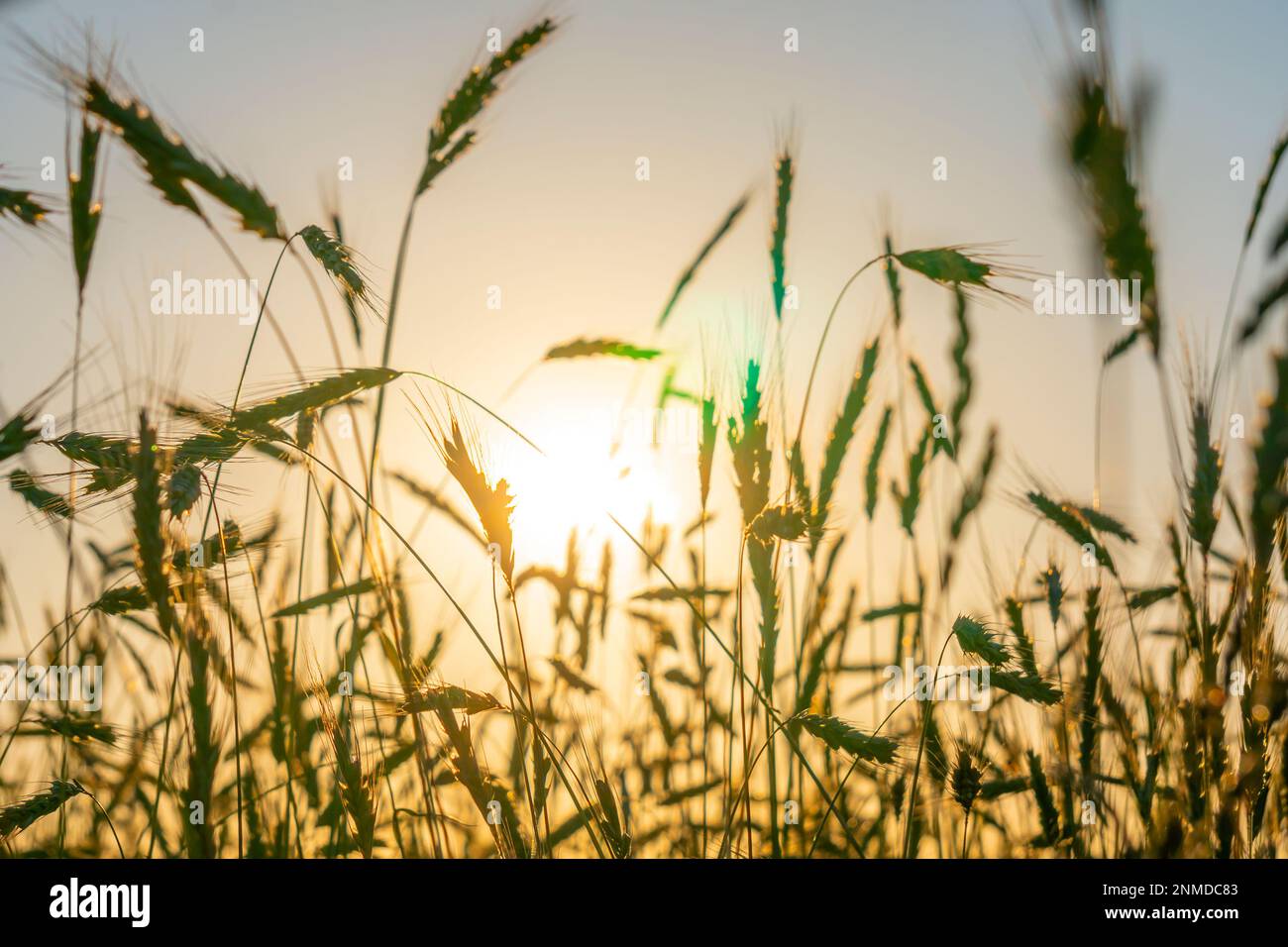 Ripe ears of rye at sunset Stock Photo