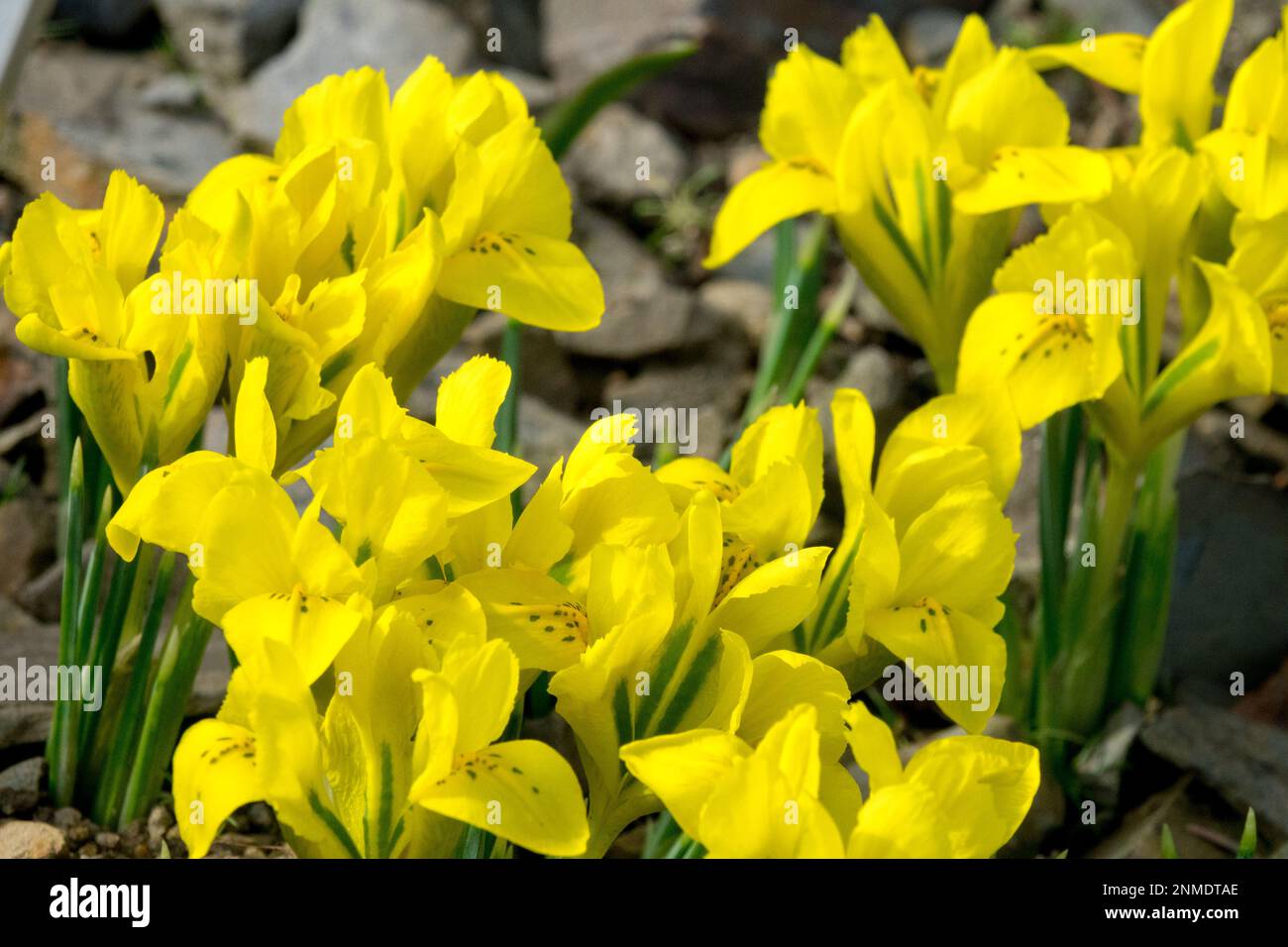 Iris reticulata 'Danfordiae' is a small, bulbous perennial Iris, growing to 10cm tall. Danford Iris, Rockery Stock Photo