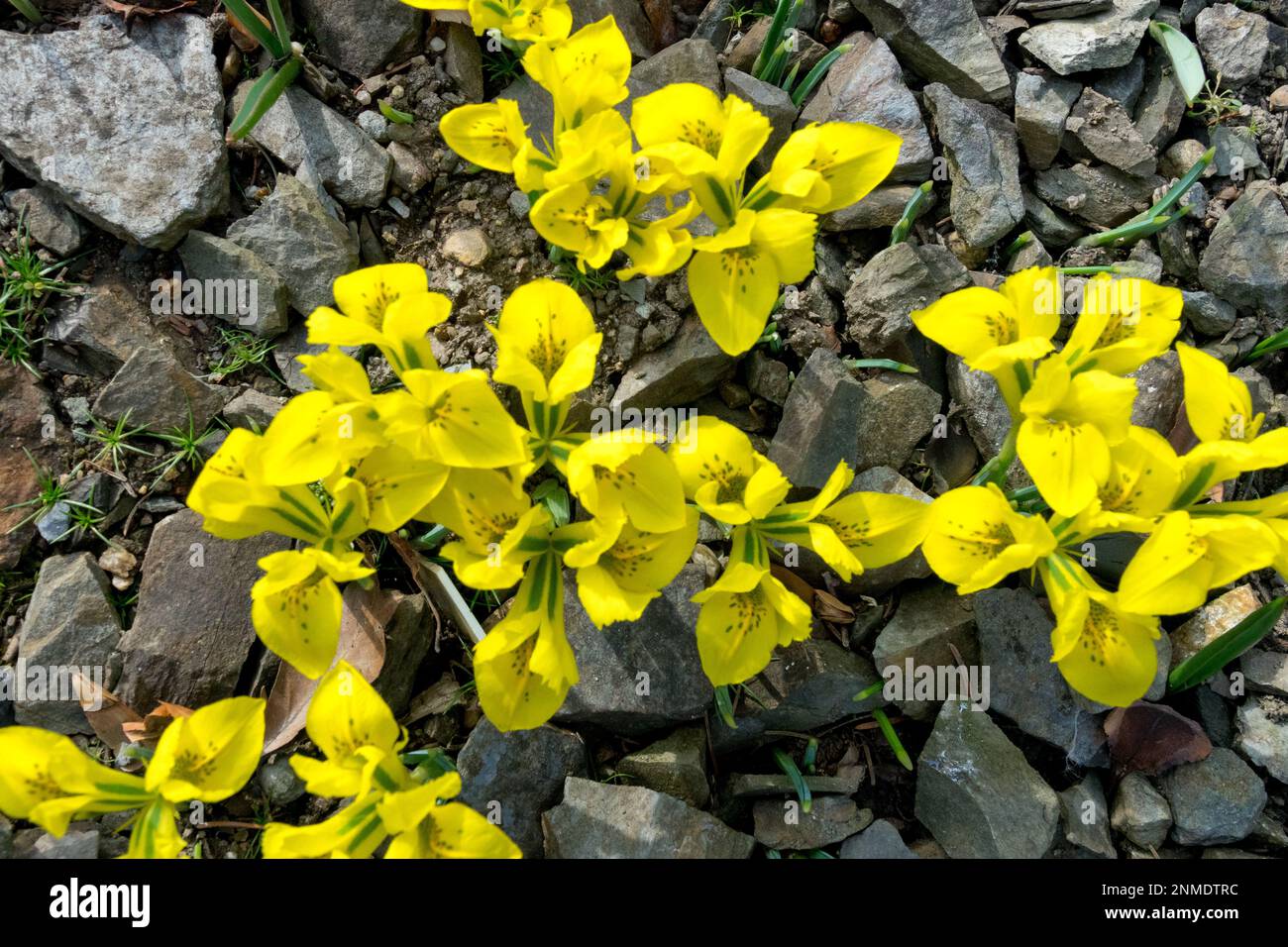 Late Winter, Rock garden, Perennial, Plants, Flowering, Irises, Rockery, Garden February Iris danfordiae Stock Photo