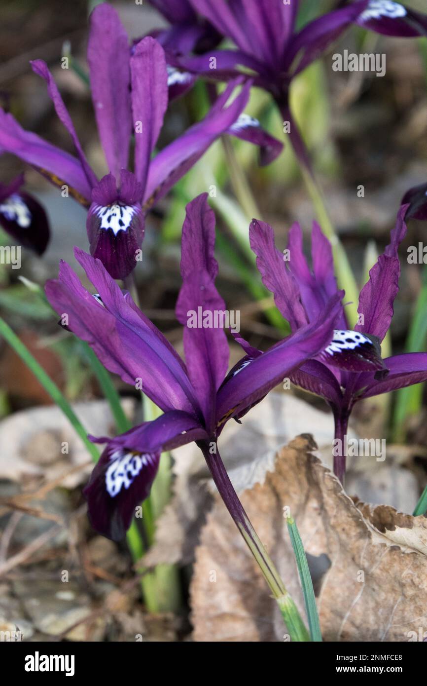 Reticulata iris with long, narrow leaves, flowering in early spring, rock garden Stock Photo