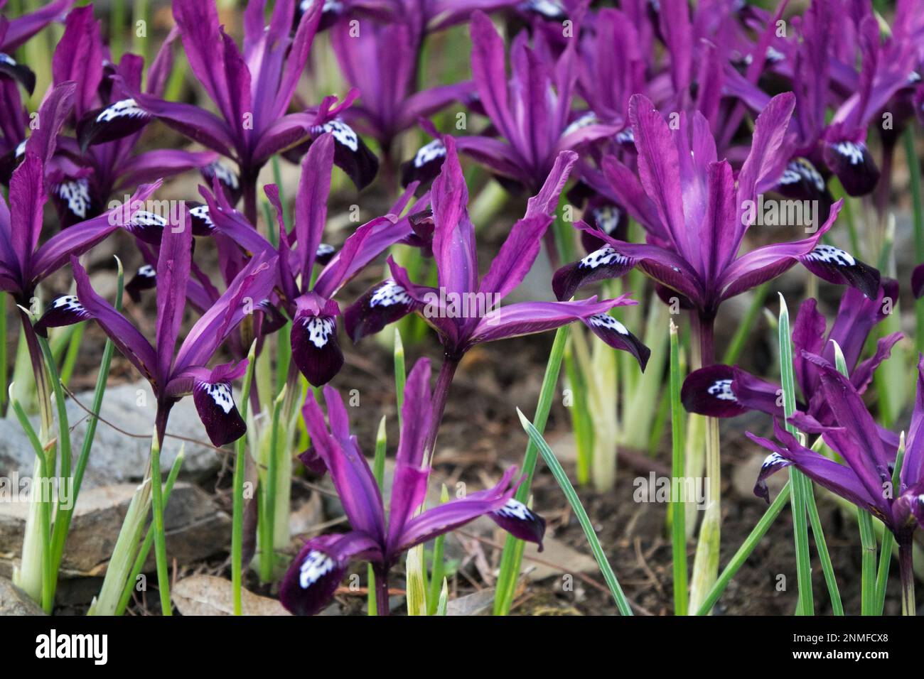 Reticulated Iris, Iris reticulata 'Pauline', Mauve, Flowers, Dwarf, Iris Pauline, Rockery, Garden Stock Photo