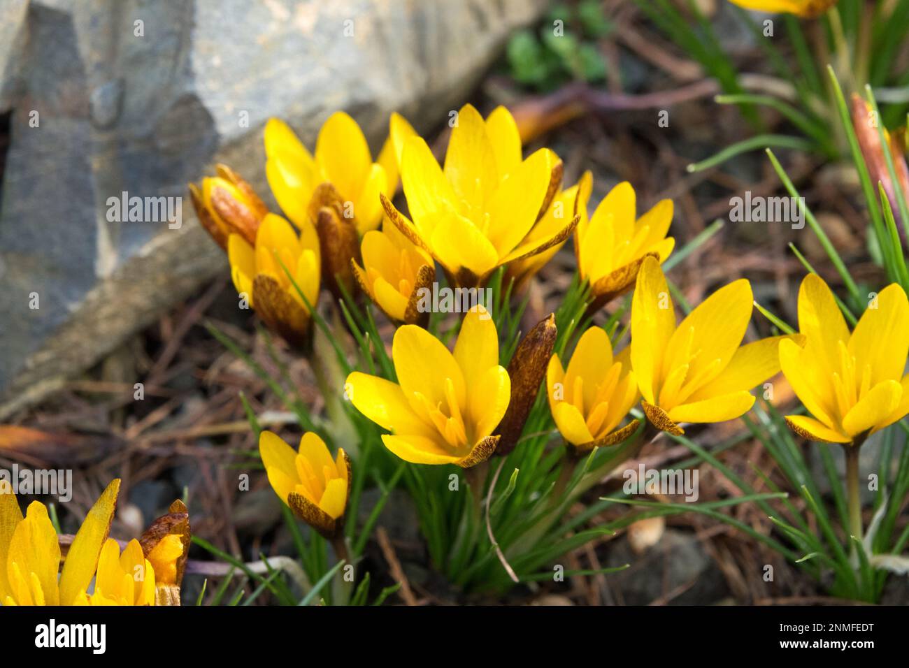 Crocus are dwarf, deciduous perennials,  goblet-shaped flowers Crocus korolkowii 'Golden Nugget' Crocuses Stock Photo