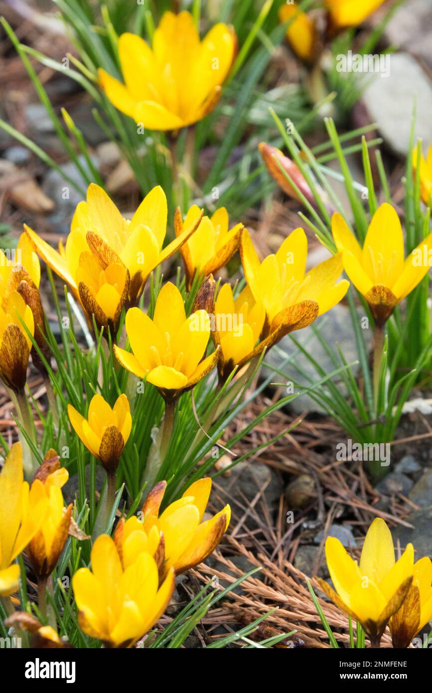 Crocus 'Golden Nugget', Yellow, Flowers, Garden, Plant, Rock garden, February, Flower Stock Photo