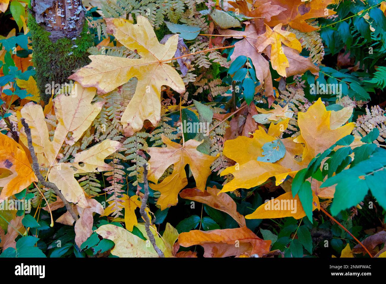 Autumn, Fall colours in Morrison Creek Woods, Courtenay, B.C Canada Stock Photo