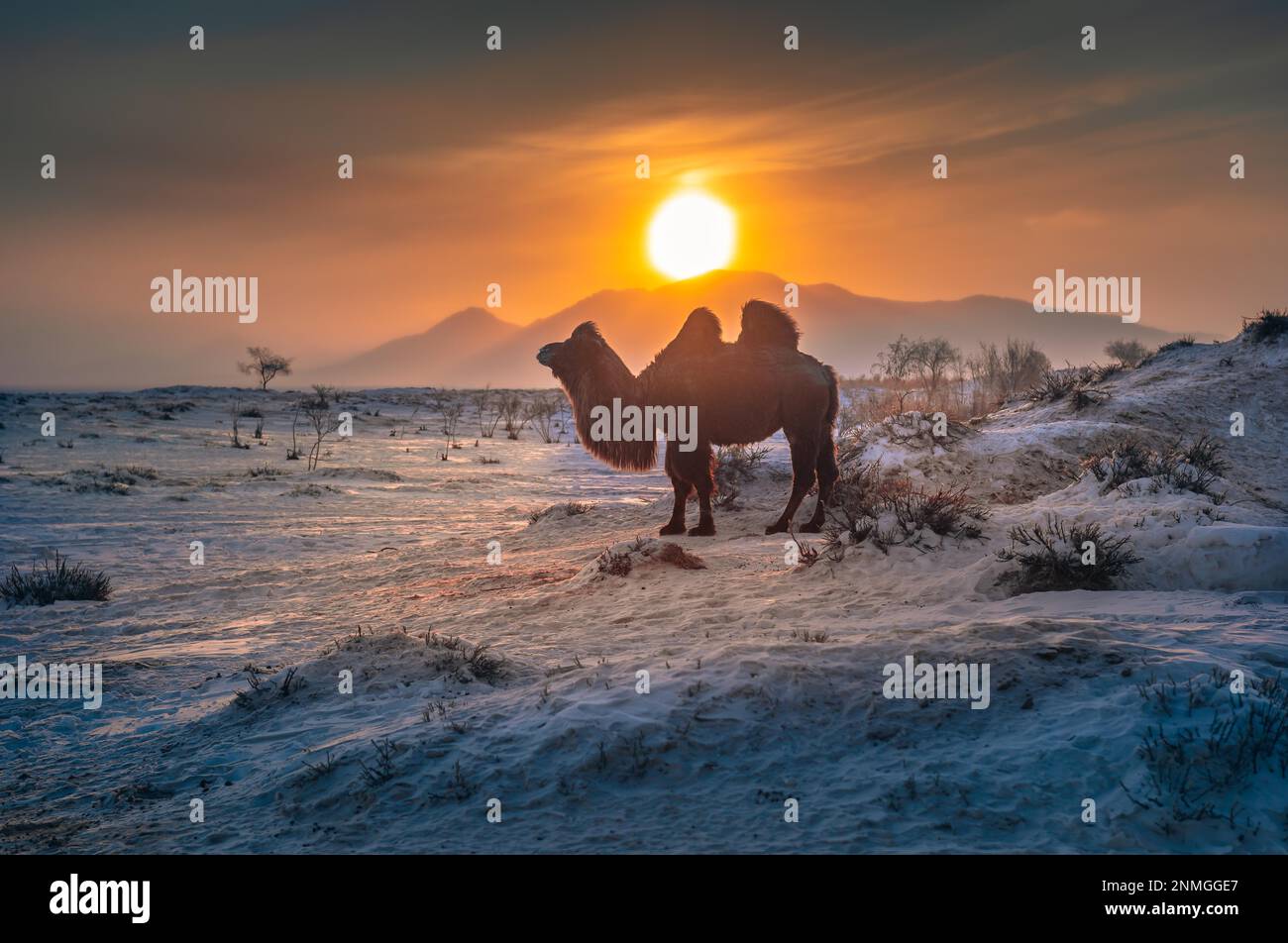 Morning camel hi-res stock photography and images - Alamy