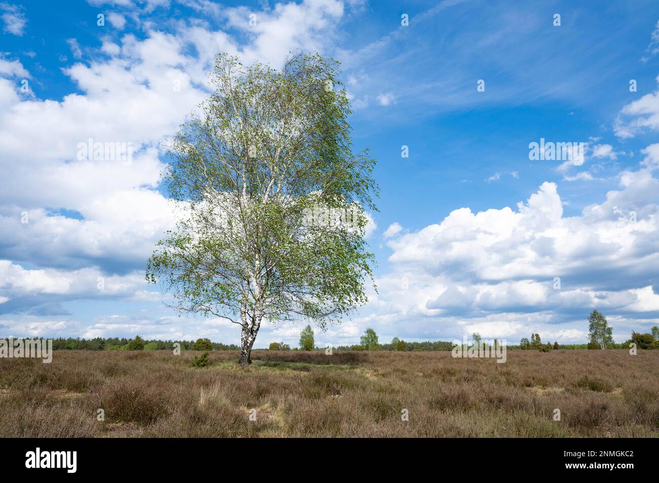 Birch (Betula) in spring, heath landscape, blue sky and white clouds, Lueneburg Heath, Lower Saxony, Germany Stock Photo