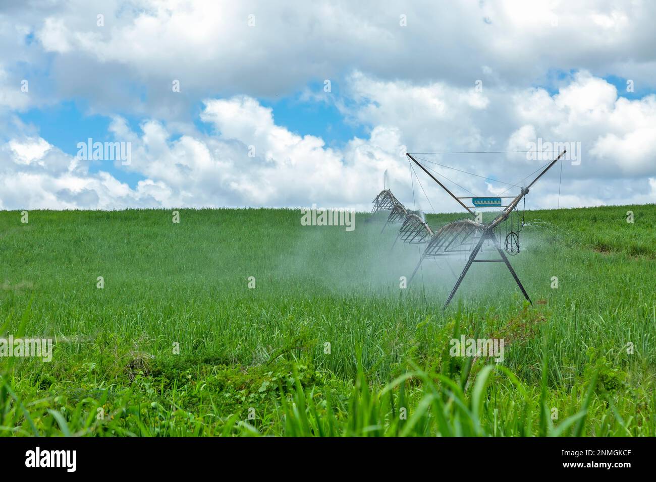 Irrigation of sugarcane plants against cloudy blue Stock Photo