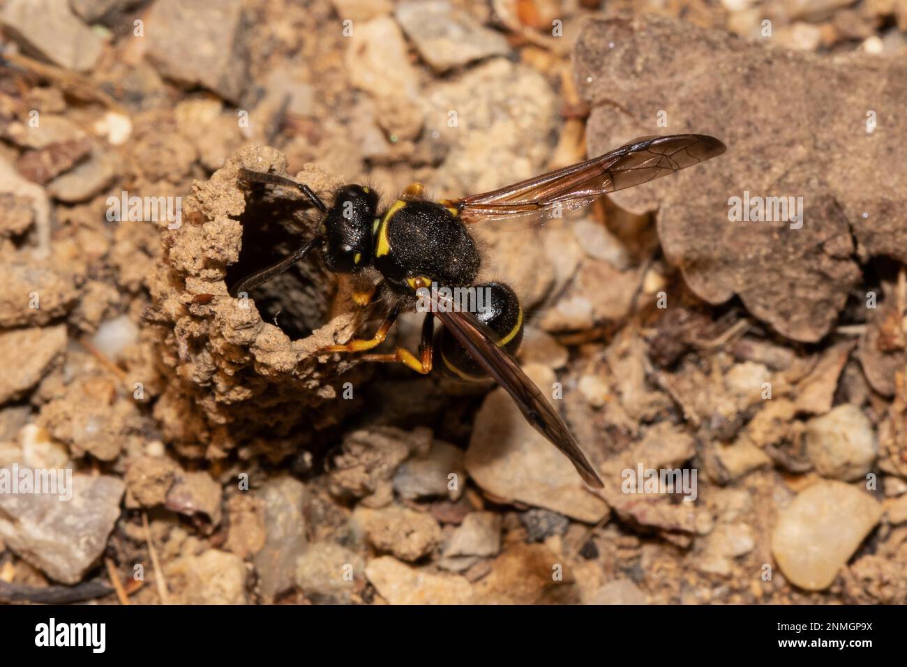 Common chimney wasp with open wings hanging from breeding tube seen on