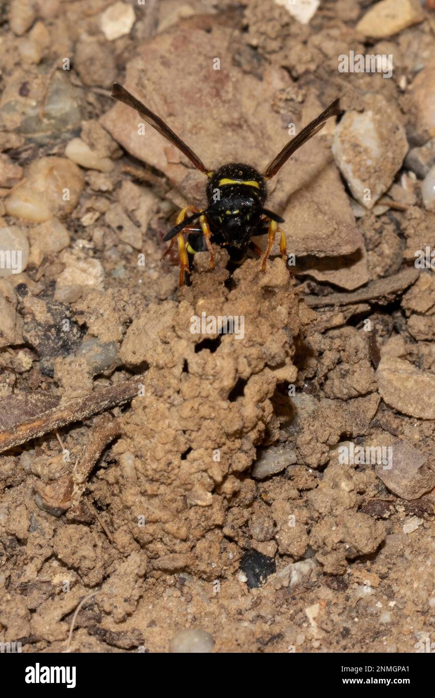 Common chimney wasp with open wings sitting on breeding tube looking