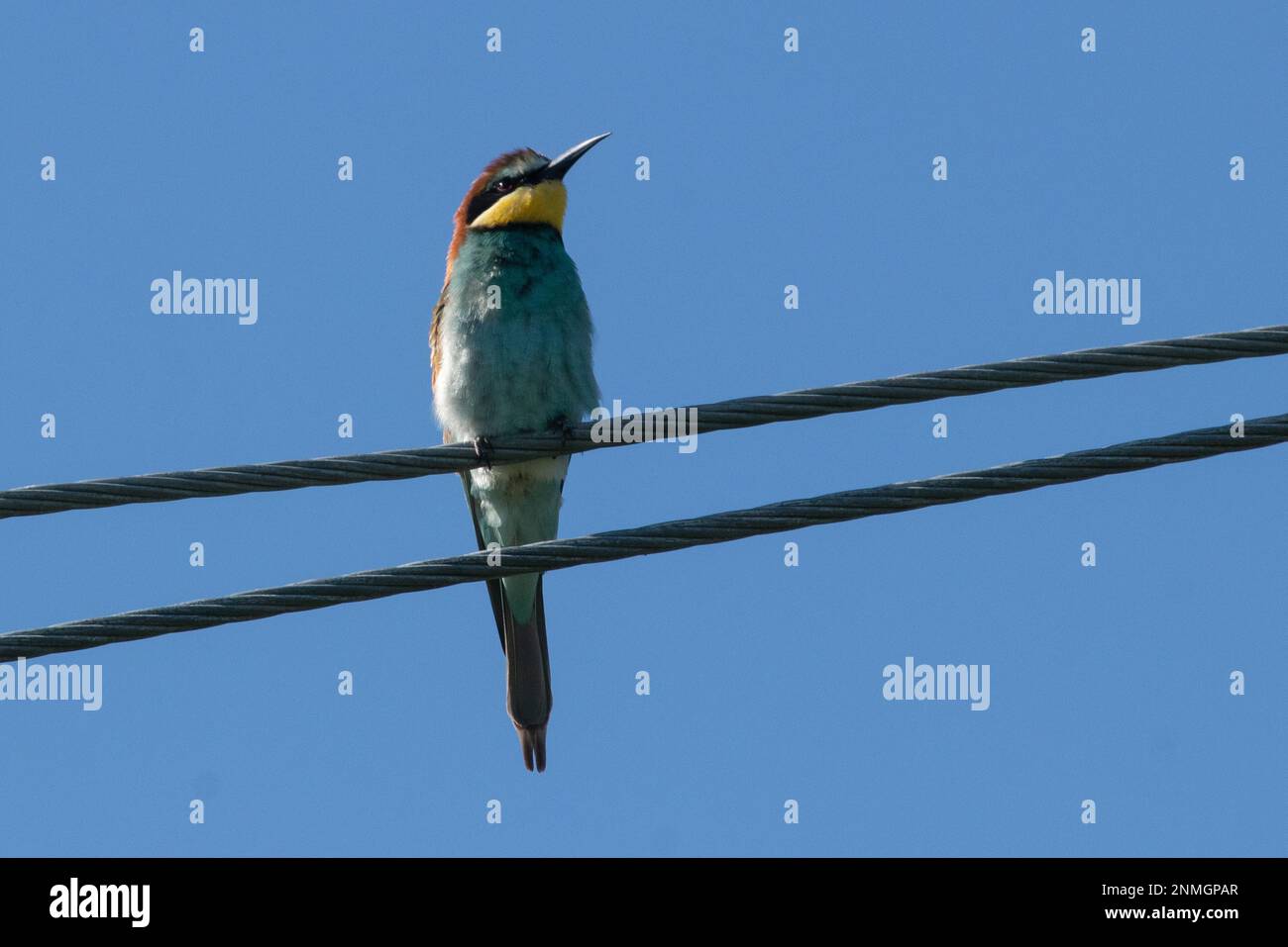 Bee-eater sitting on wire looking from front right against blue sky Stock Photo