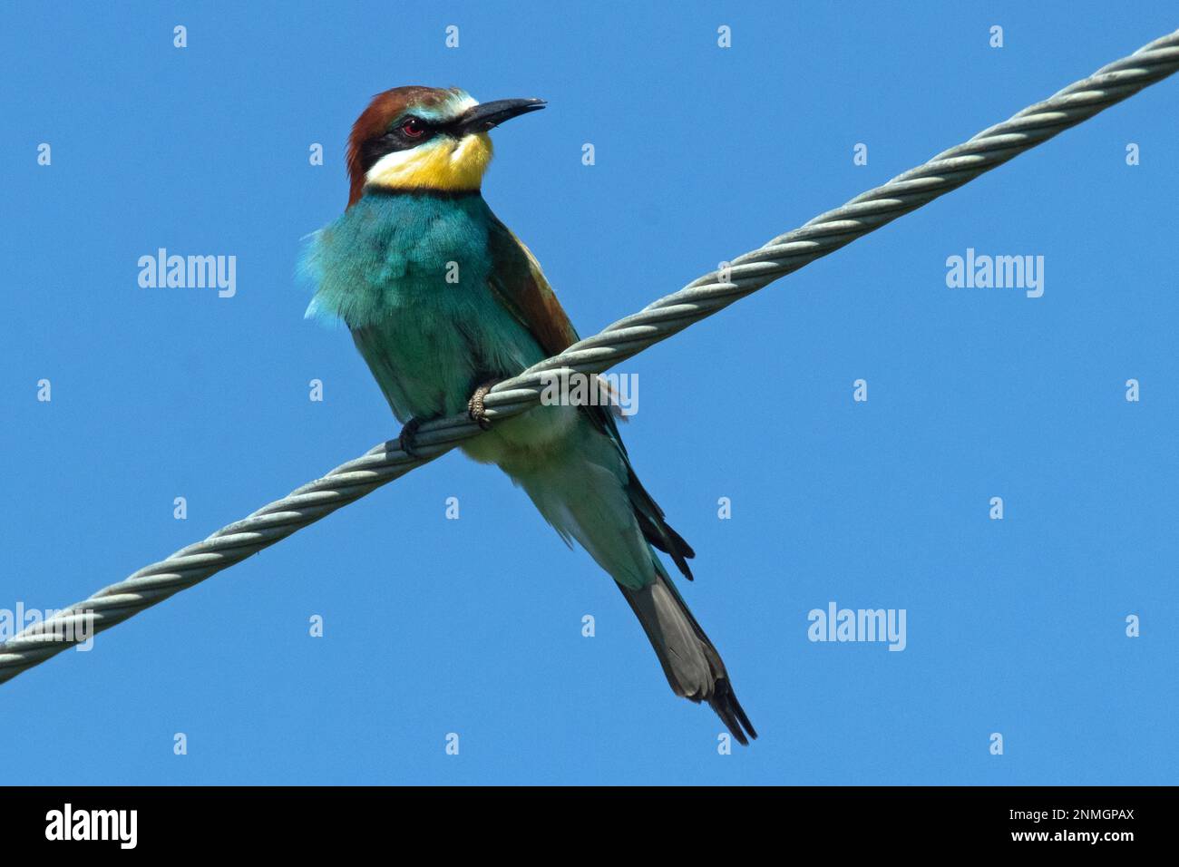 Bee-eater sitting on wire looking back from front right against blue sky Stock Photo