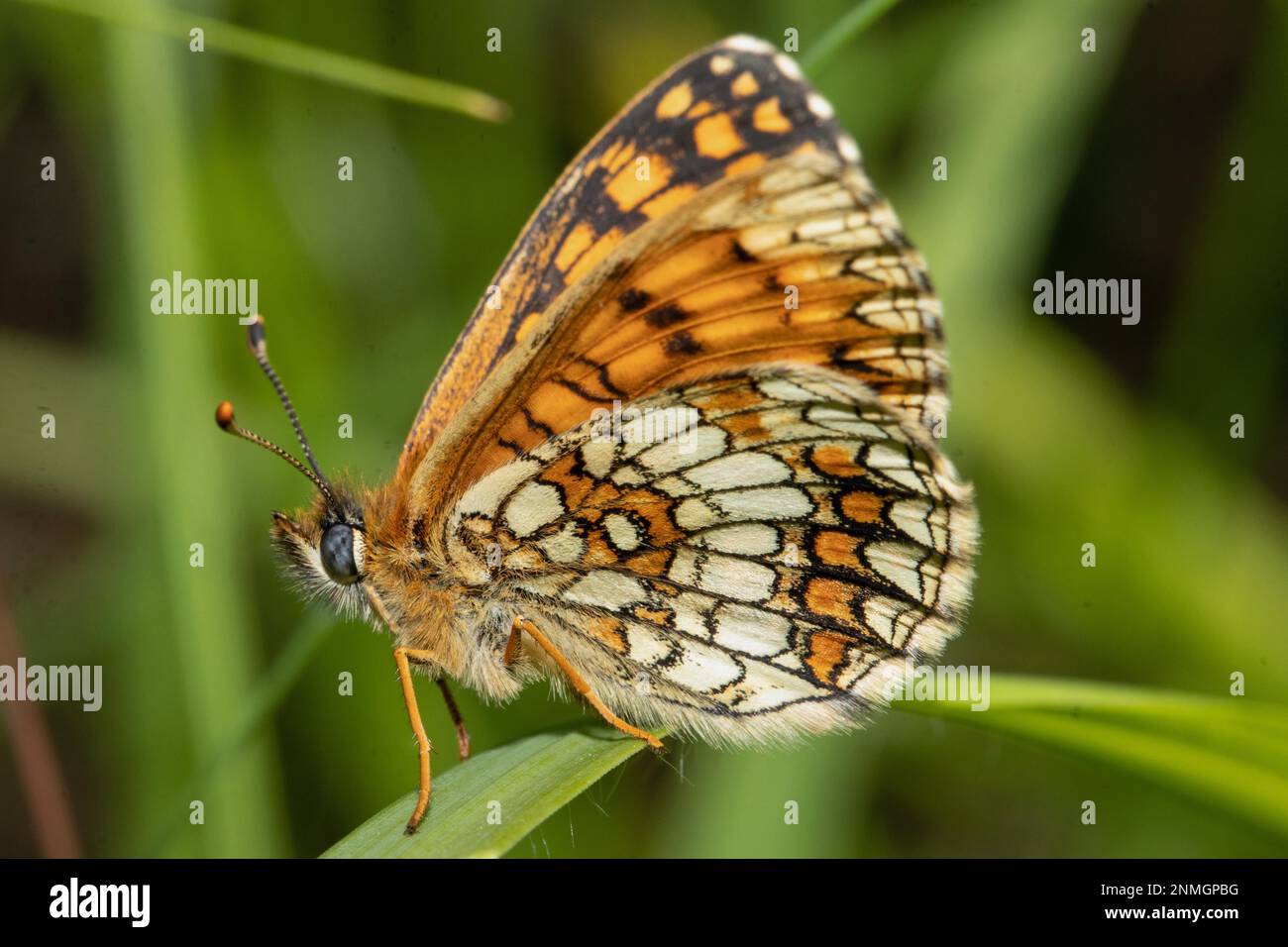 Valerian Fritillary, Silver Fritillary Fritillary butterfly with closed wings sitting on green leaf seen on left side Stock Photo