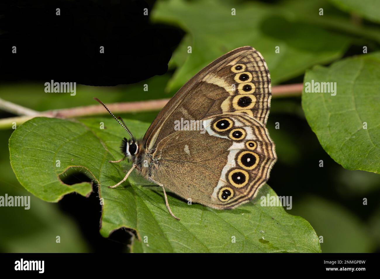 Yellow Ring butterfly butterfly with closed wings sitting on green leaf looking left Stock Photo