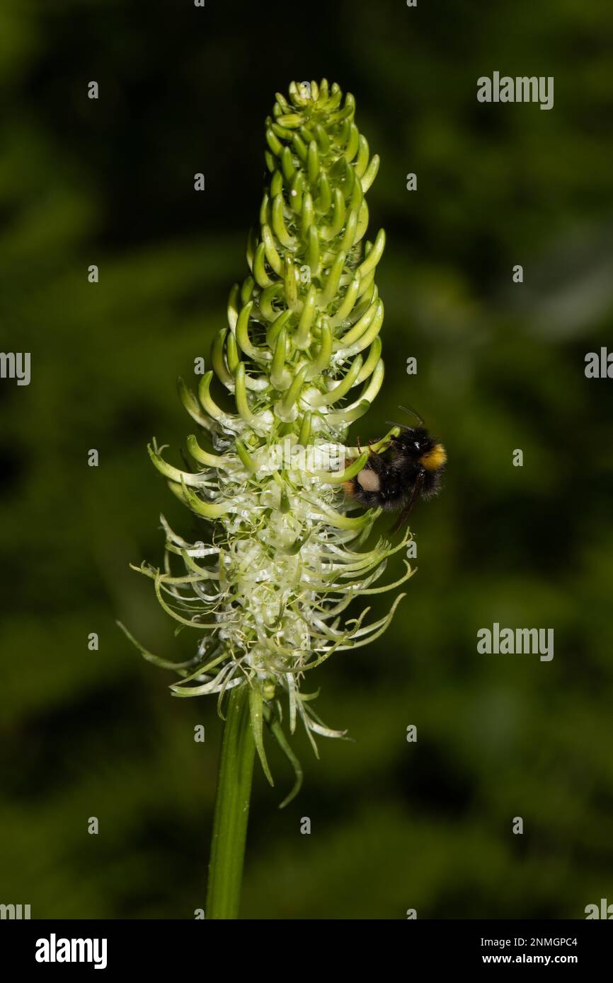 Spikey devils claw greenish-white flower with bumblebee Stock Photo