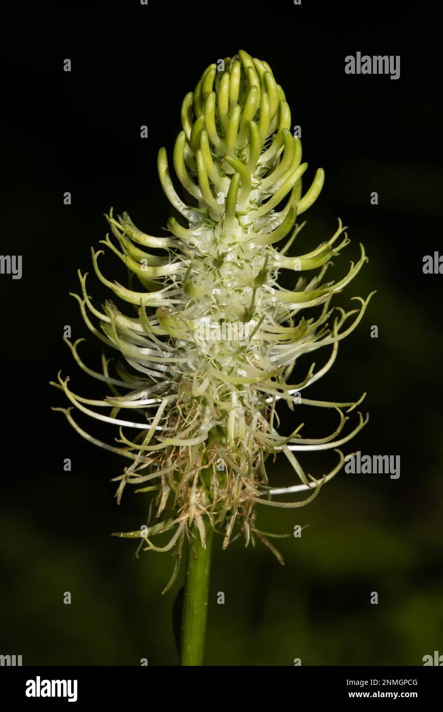 Spikey devils claw greenish-white flower Stock Photo